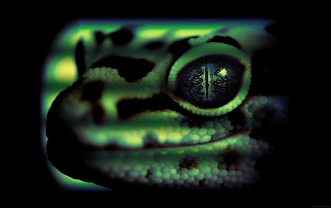 1280x804 Leopard gecko head wallpaper. Leopard gecko head