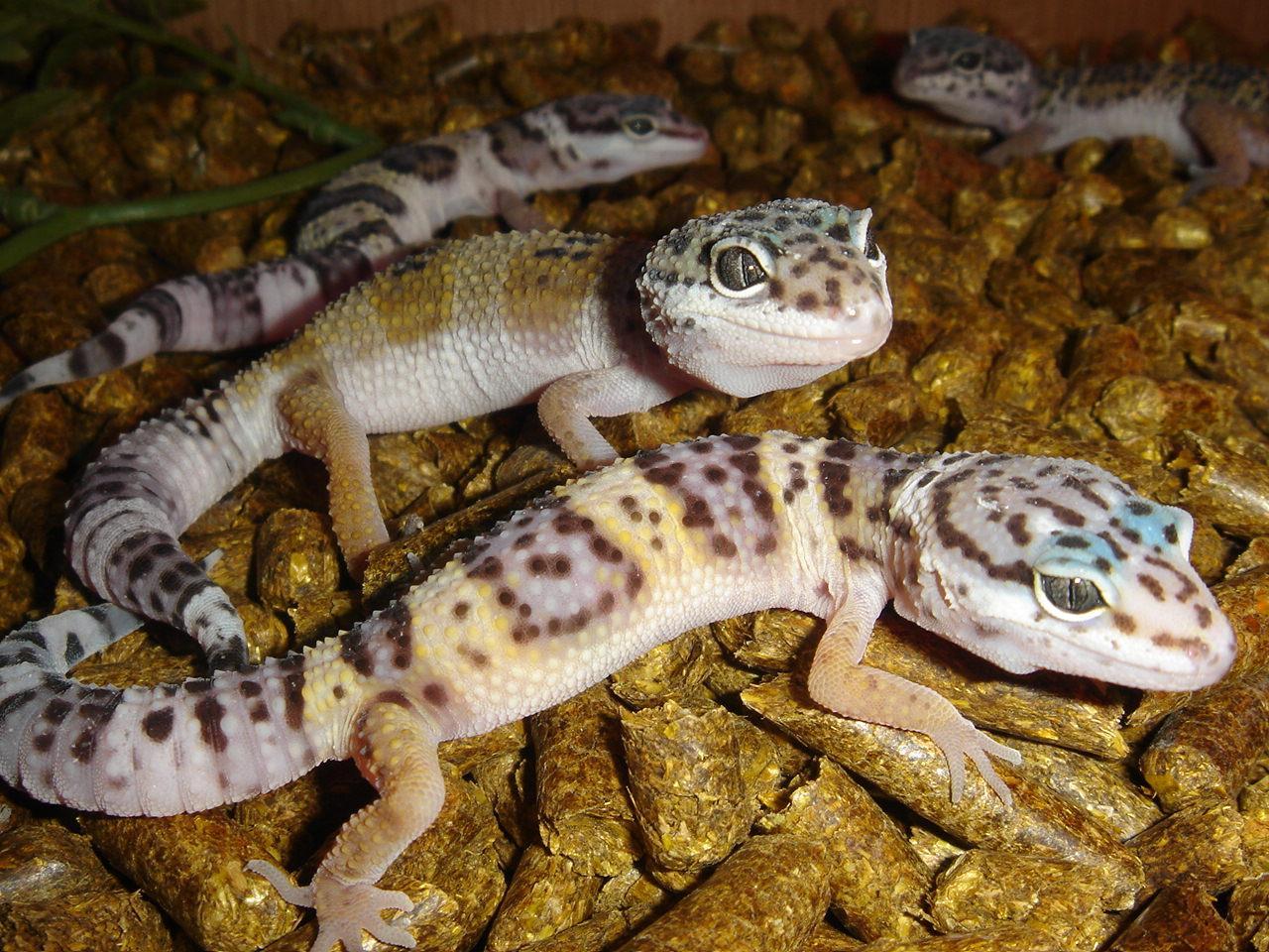 1280x960 Leopard Gecko Pic High Quality Wallpaper