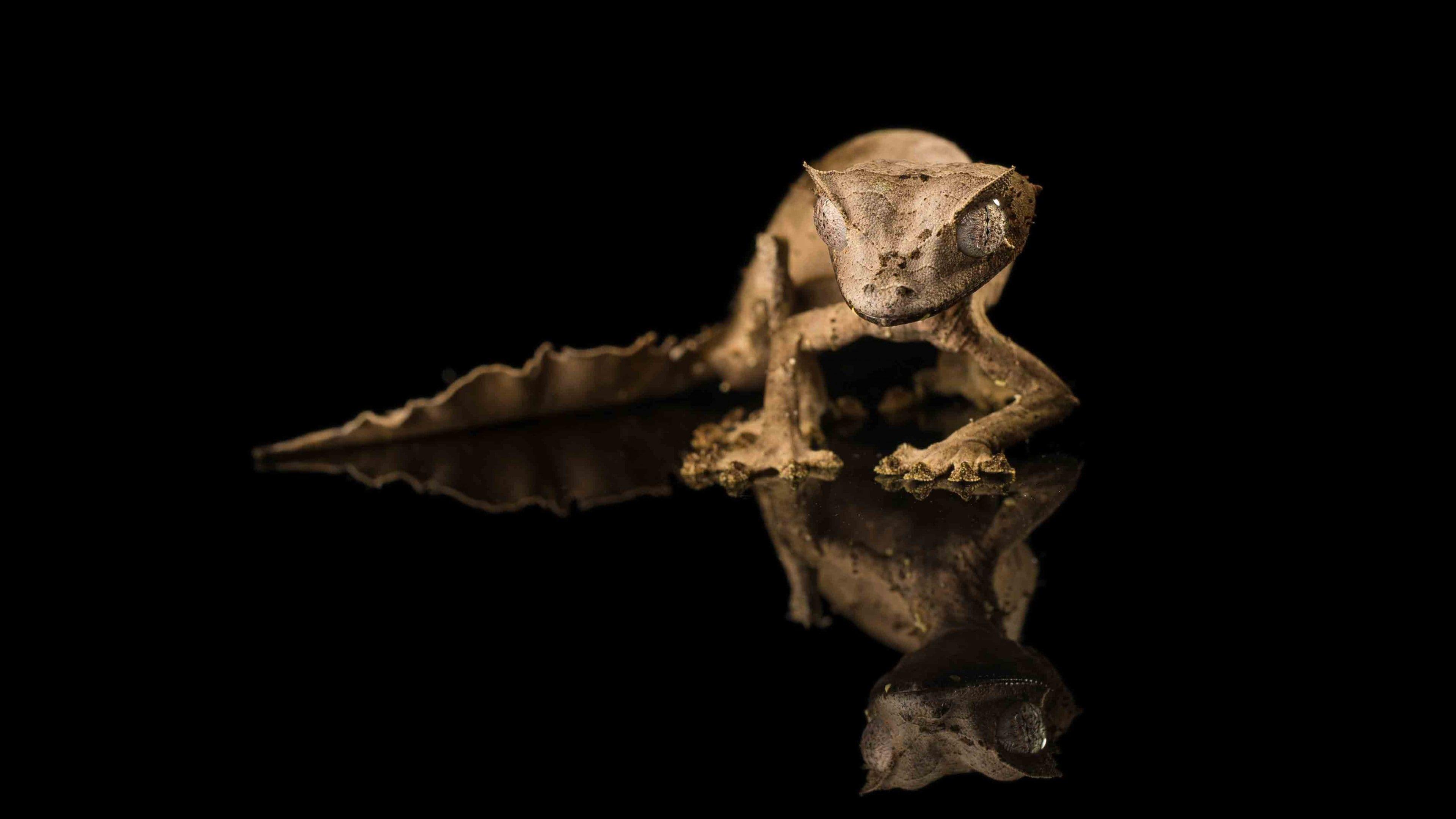 3840x2160 Tiger Gecko, reflection, black background, reptile, eyes, gray, HD