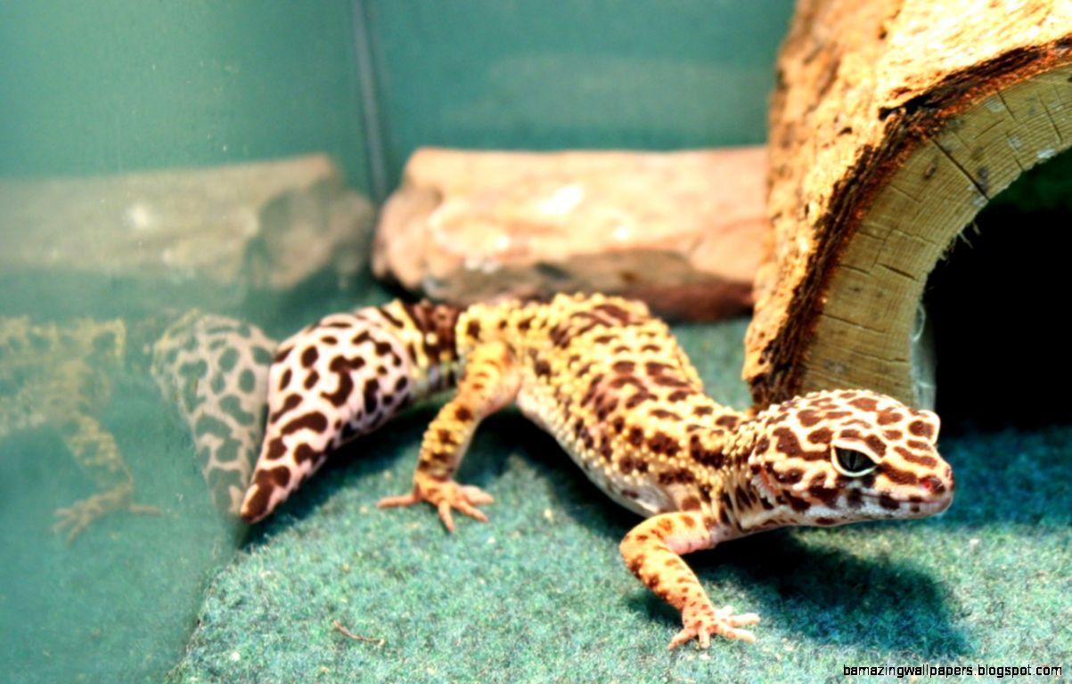 1203x768 Leopard Gecko Baby