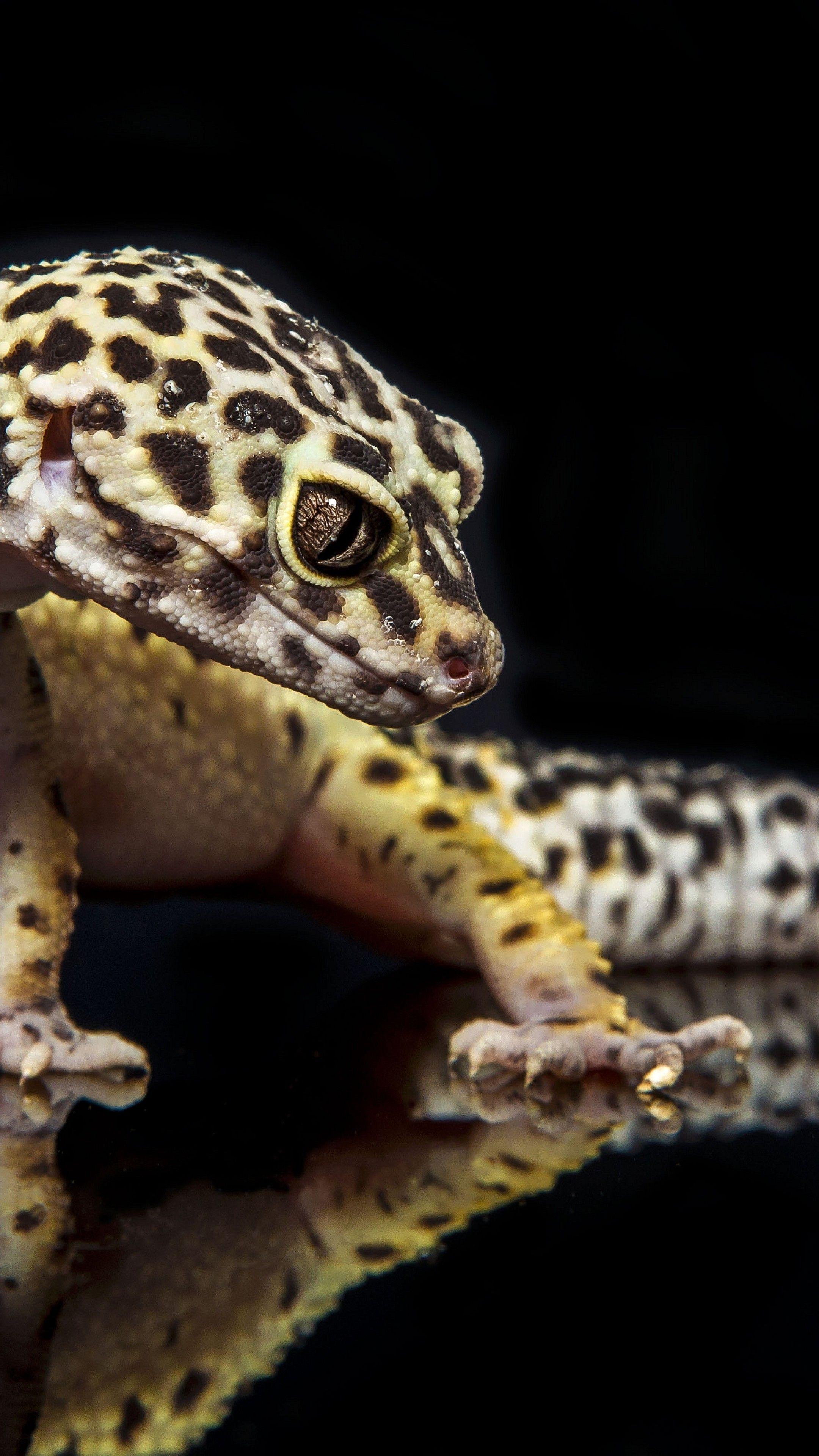 2160x3840 Wallpaper Gecko, Reptile, Lizard, Caterpillar, Close Up, Green