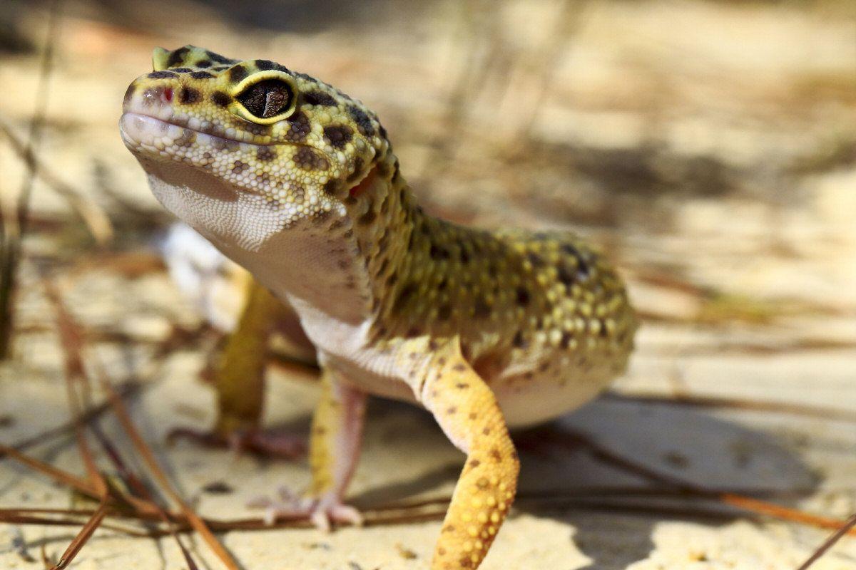 1200x800 Leopard Geckos In Their Natural Habitat Wallpaper