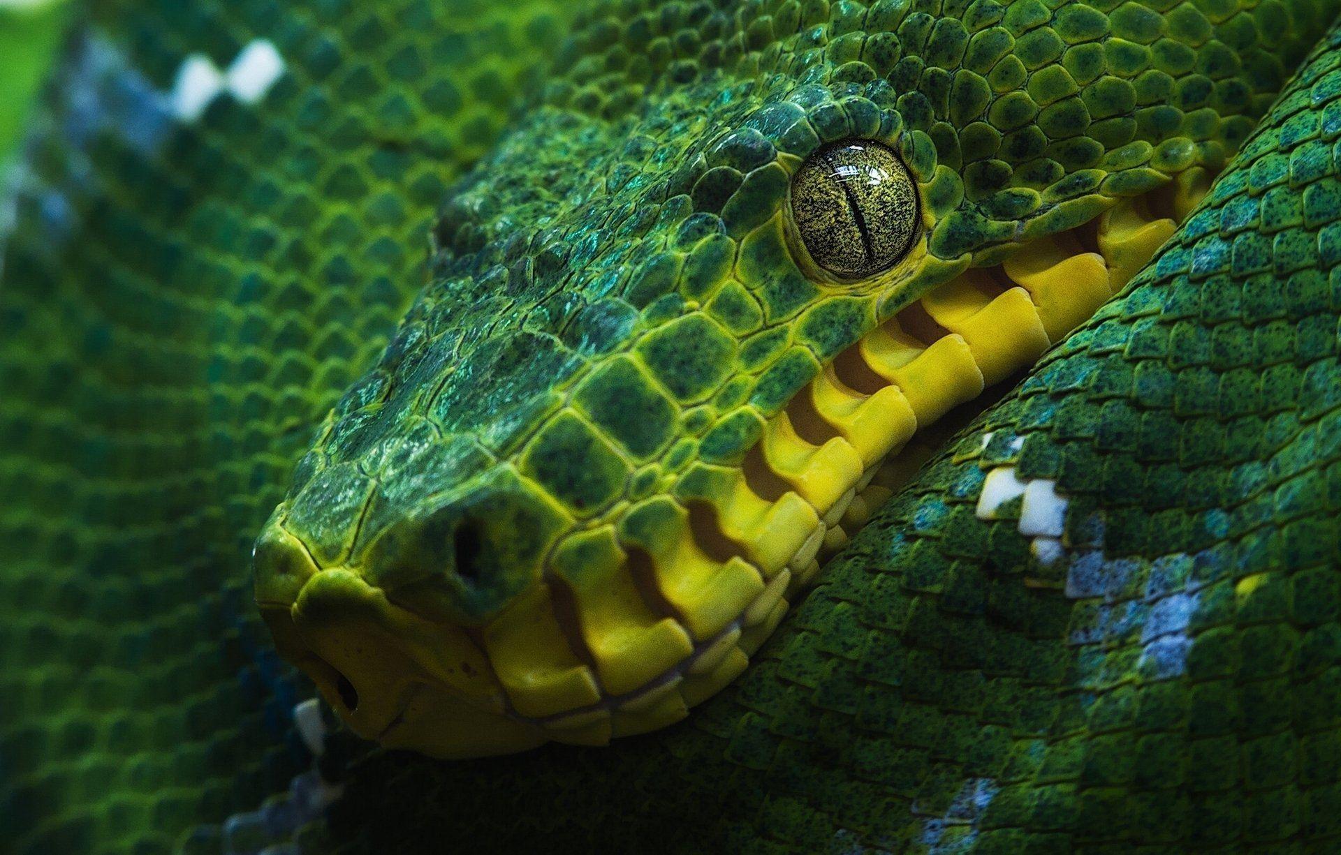 Green Python Wallpapers - Top Free Green Python Backgrounds ...