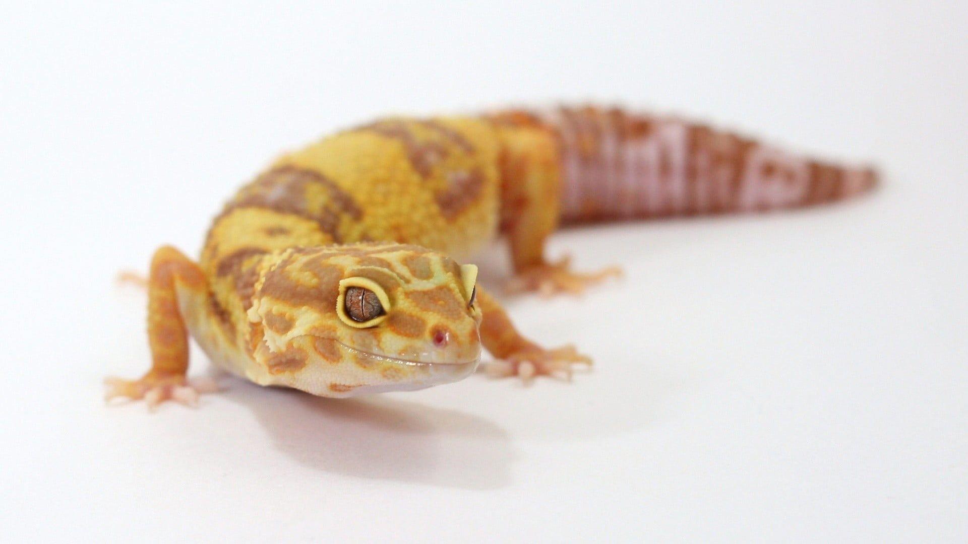 1920x1080 Brown and yellow gecko lizard, gecko, leopard geckos, reptiles