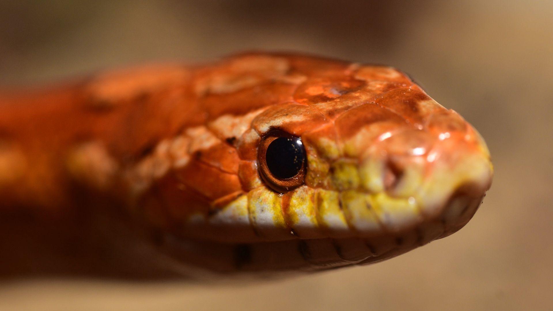 1920x1080 Wallpaper Snake, Boa, Reptile, Eyes Snake Eyes