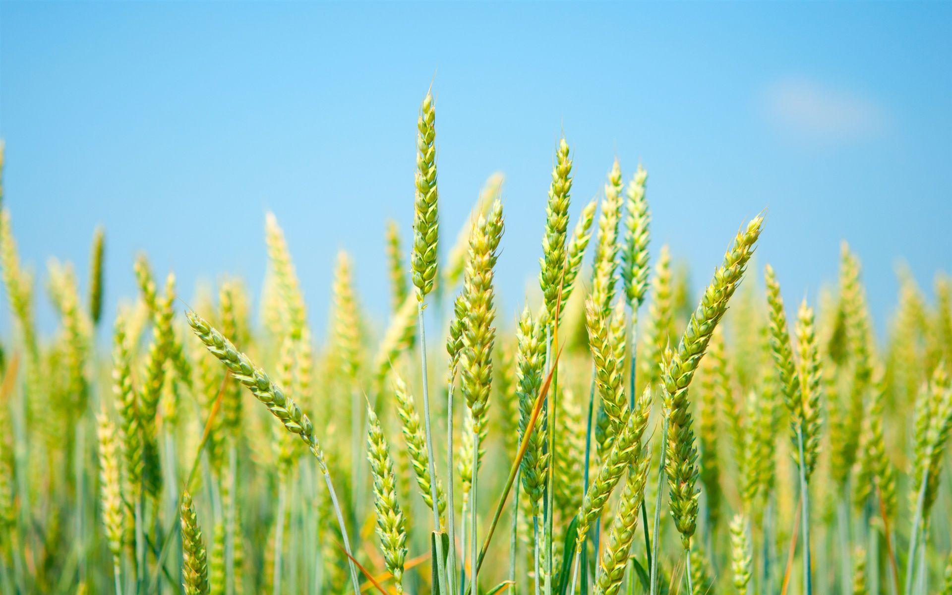 Wheat Wallpapers - Top Free Wheat Backgrounds - WallpaperAccess