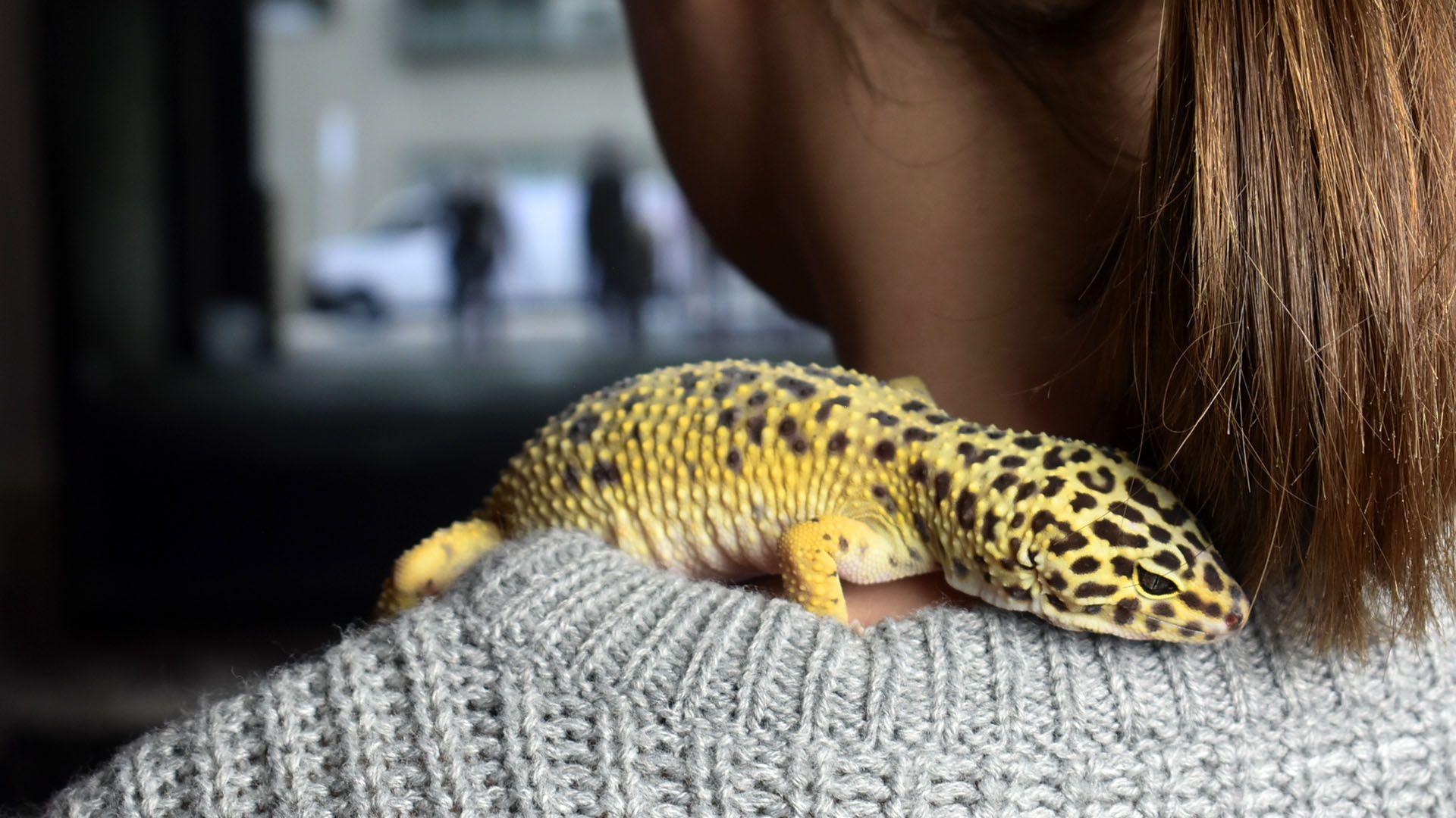 1920x1080 How to Have Fun With Your Leopard Gecko: 14 Steps (with Picture)