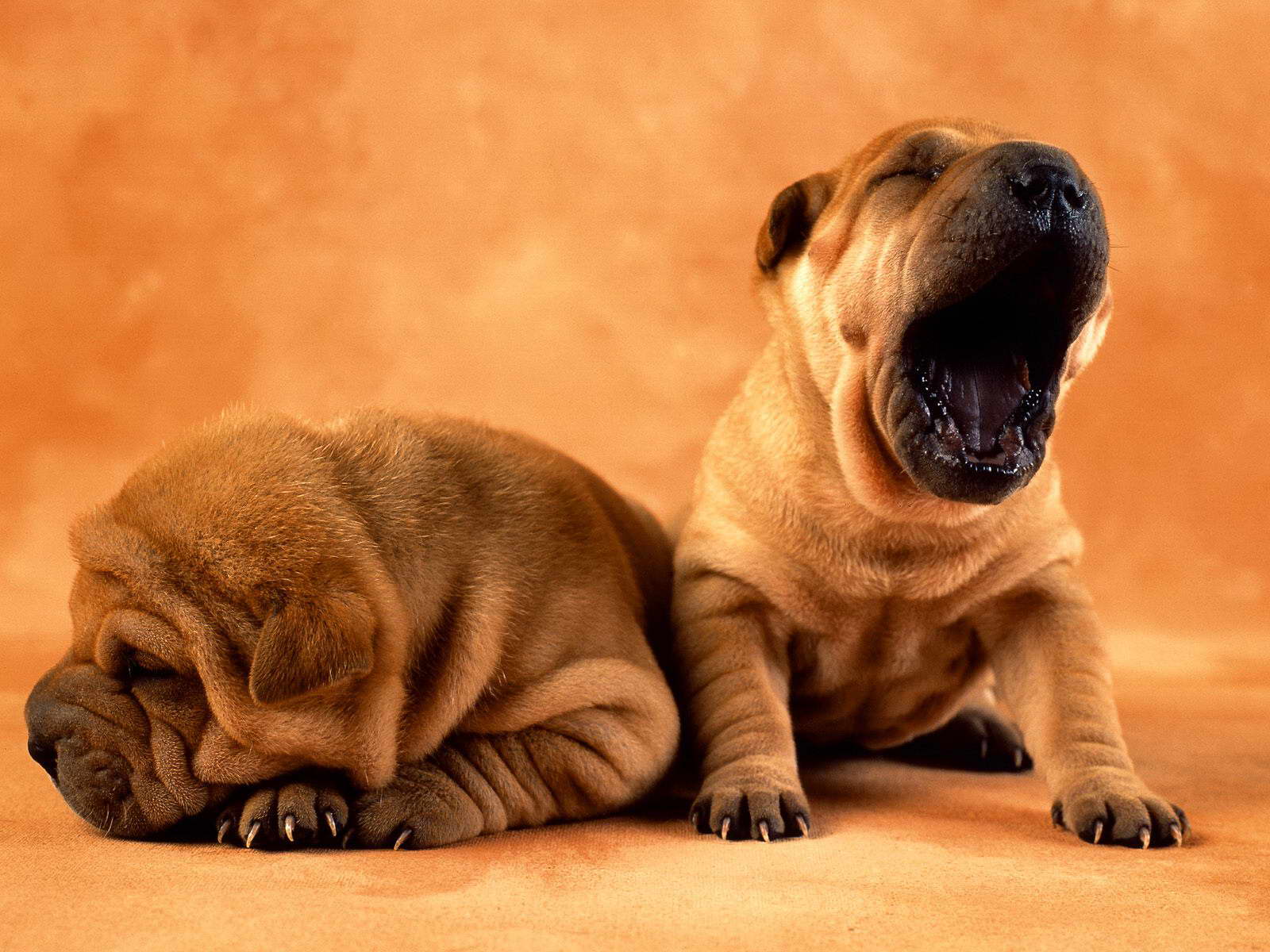 1600x1200 Baby Bulldog Wallpaper