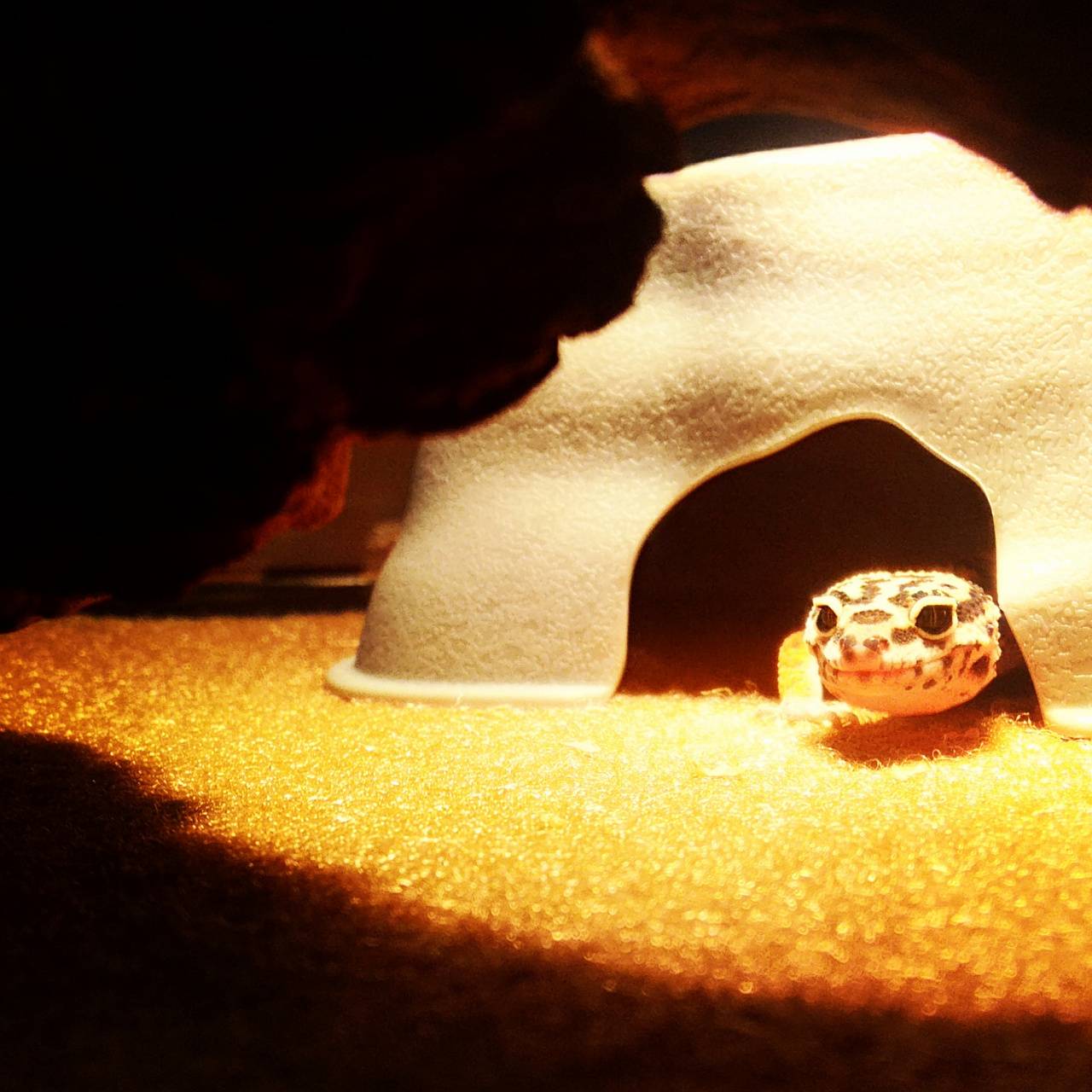 1280x1280 Leopard gecko wallpaper