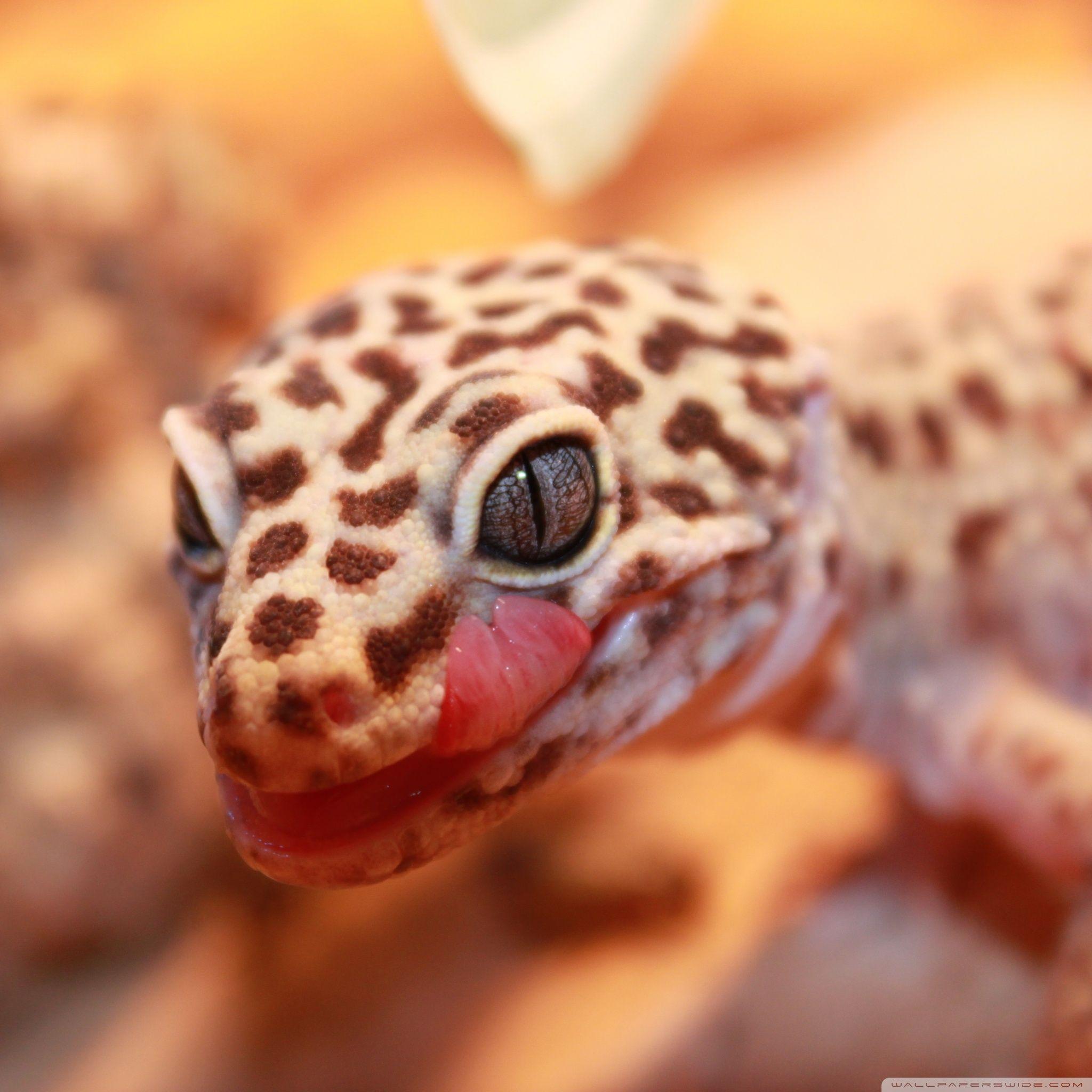 Leopard Gecko Wallpapers - Top Free Leopard Gecko Backgrounds ...