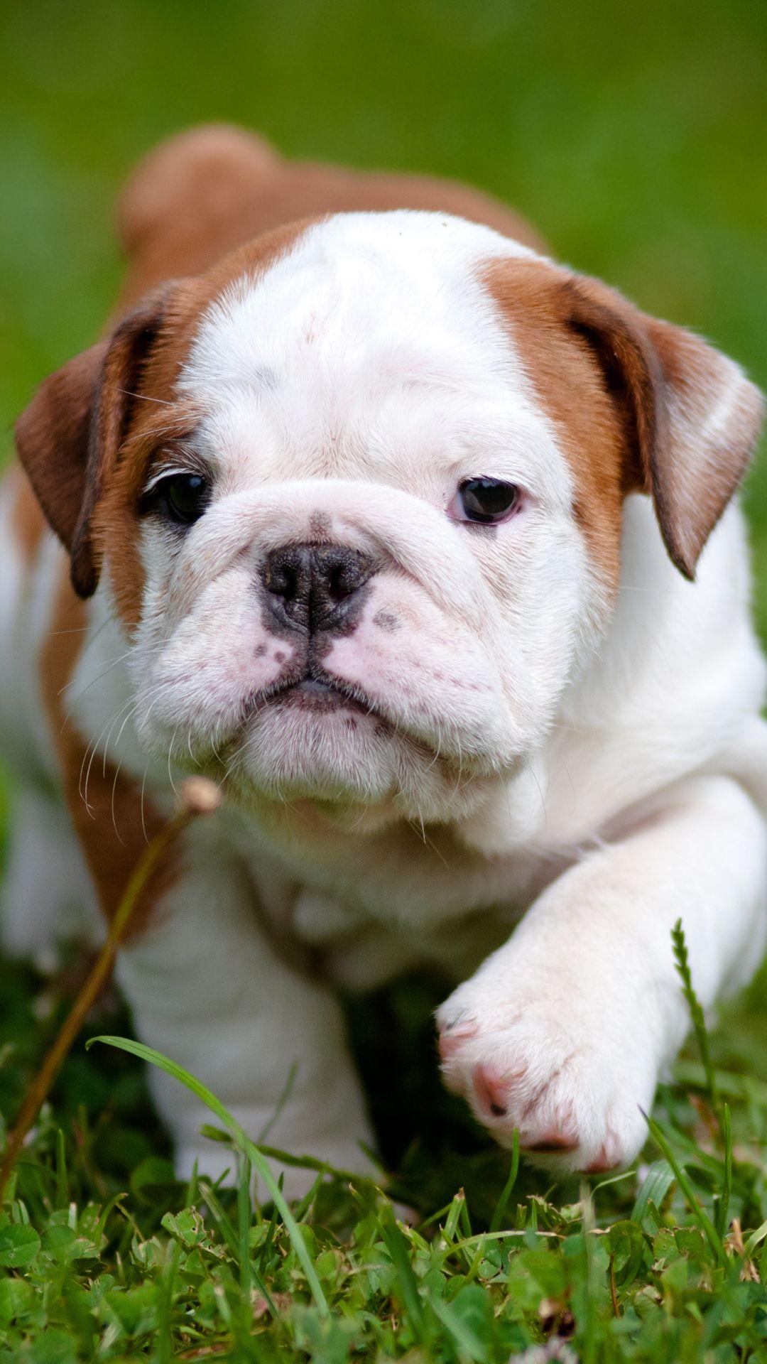 1080x1920 Free download Bulldog puppy htc one wallpaper Best htc one