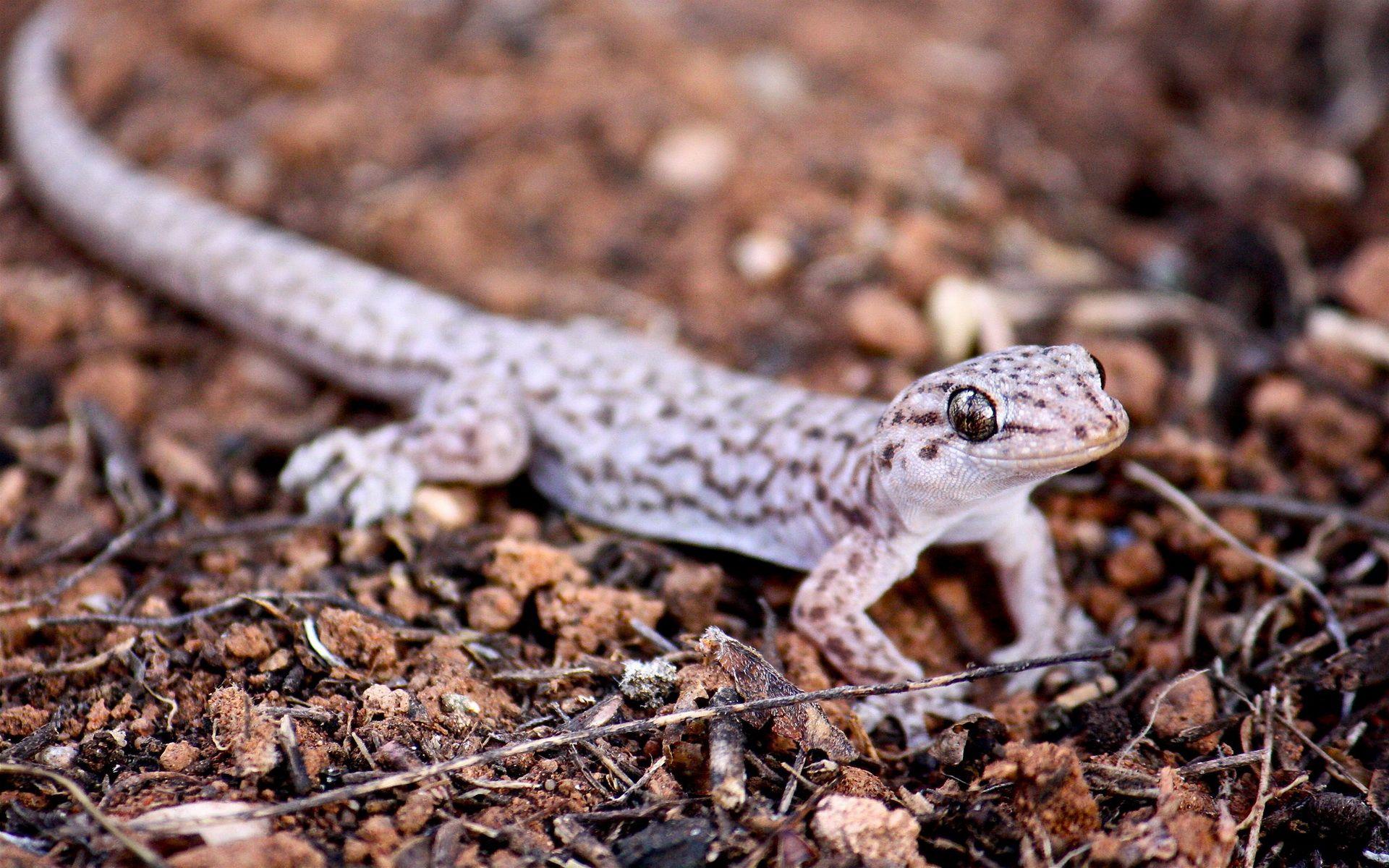 1920x1200 Leopard Gecko HD Wallpaper
