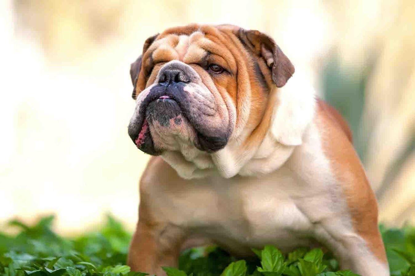 Cute Bulldog Puppies Wallpapers on WallpaperDog