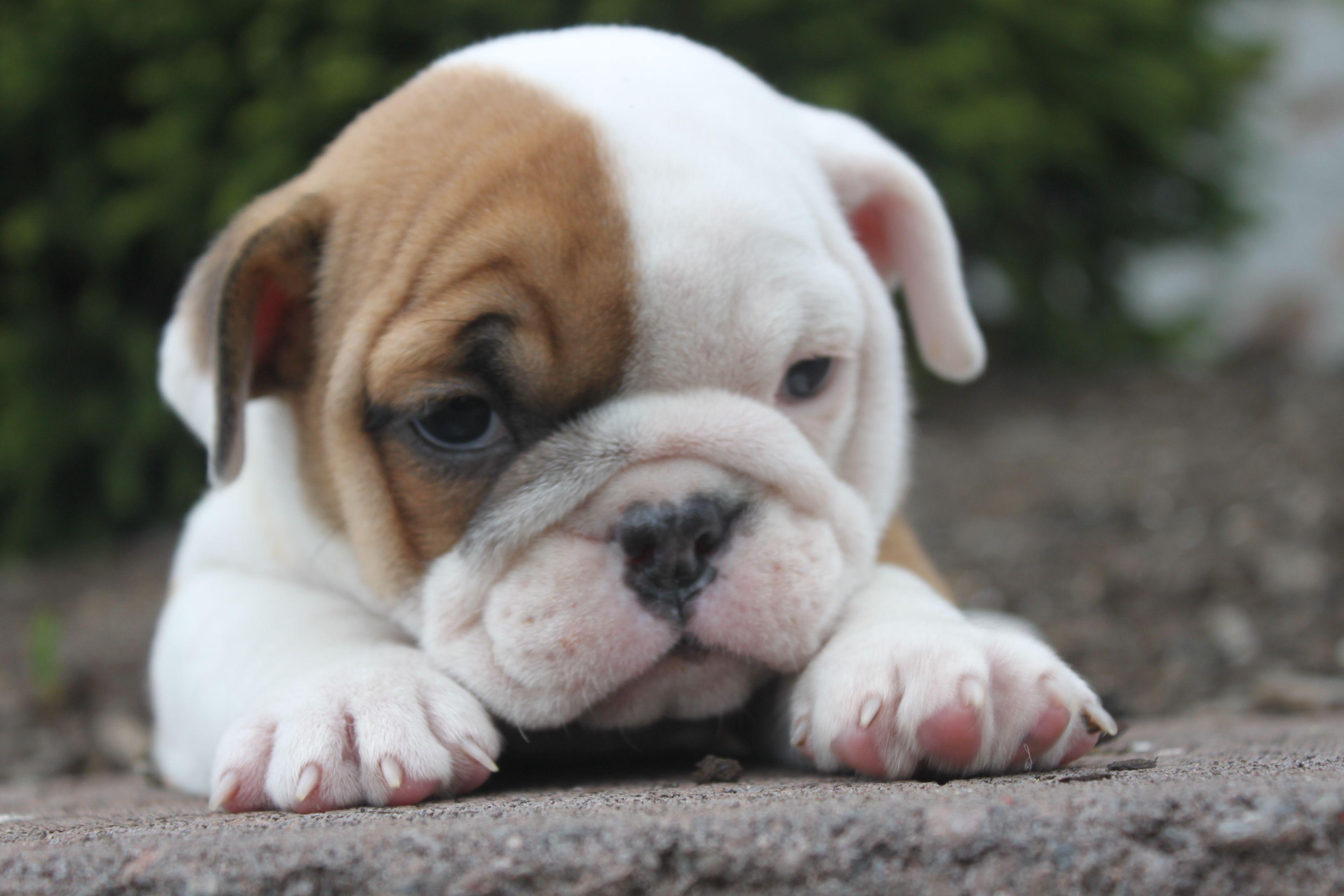 Baby Bulldog Wallpapers - Top Free Baby Bulldog Backgrounds