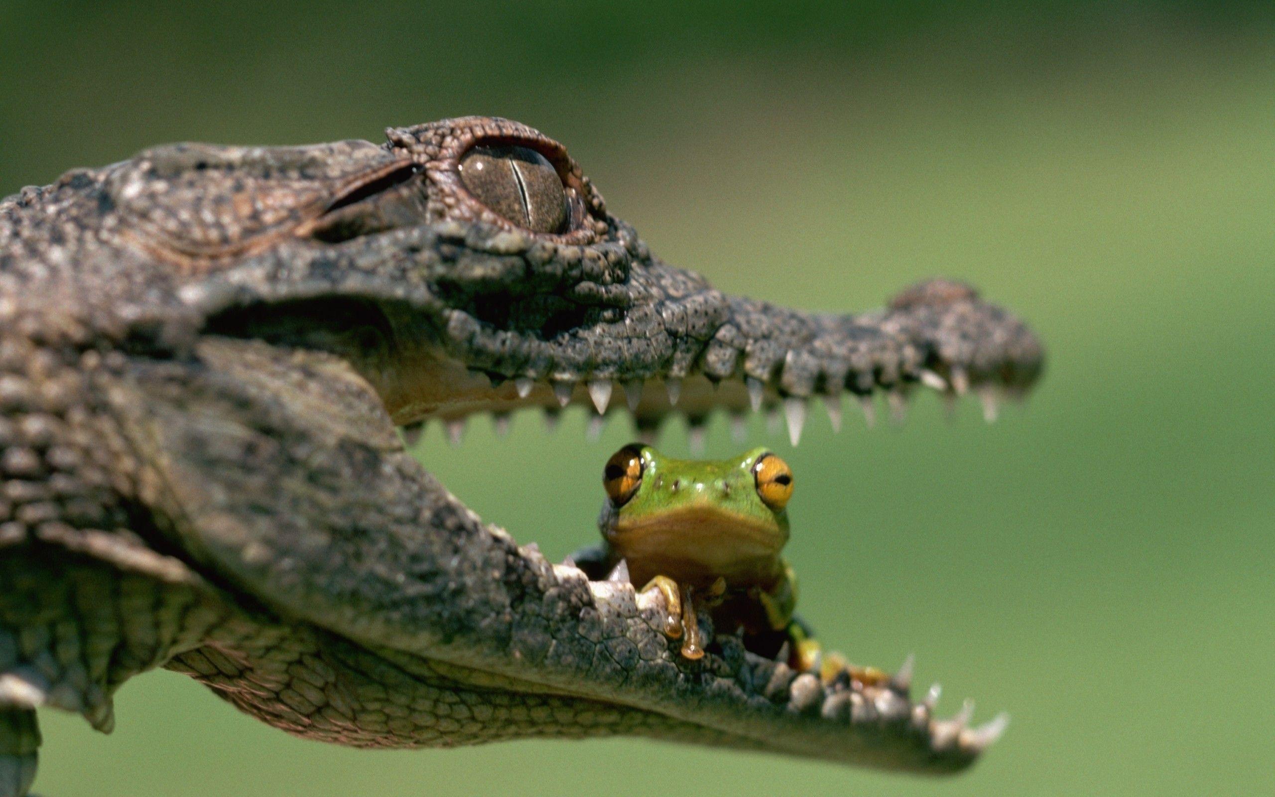 2560x1600 Reptile HD Wallpaper