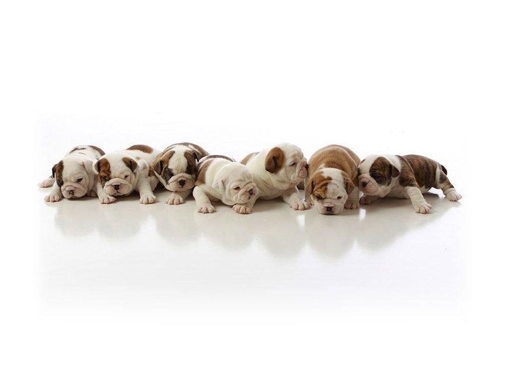 1024x768 French Bulldog Puppies Wallpaper & Pics Cute and Docile