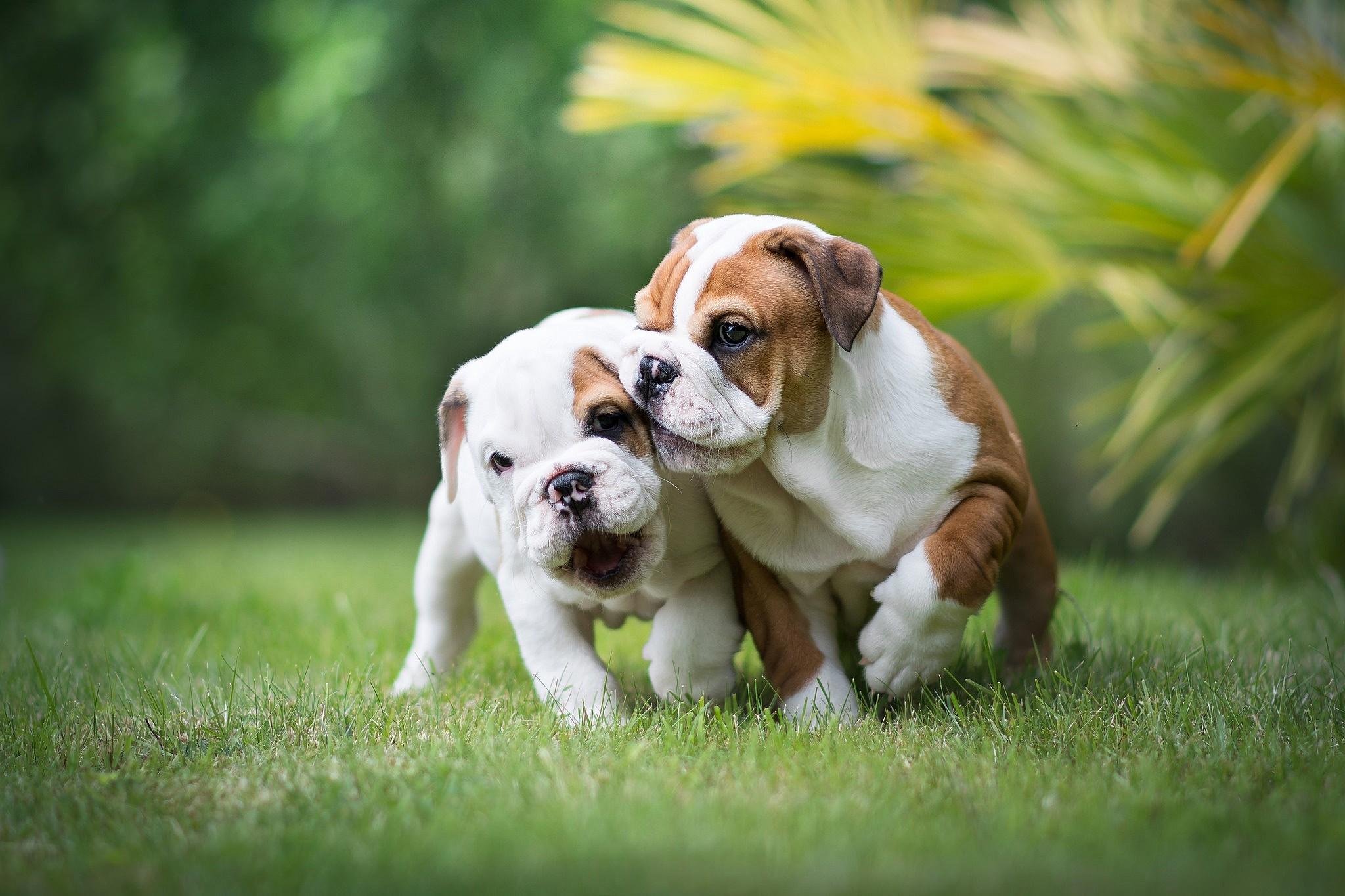 2048x1365 Bulldog Puppy Wallpaper, Free Stock Wallpaper