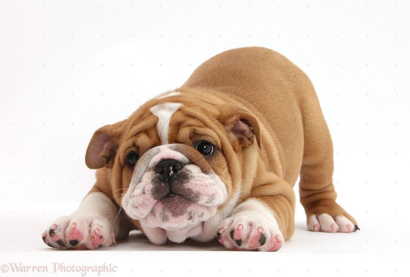 cute english bulldog puppies wallpaper