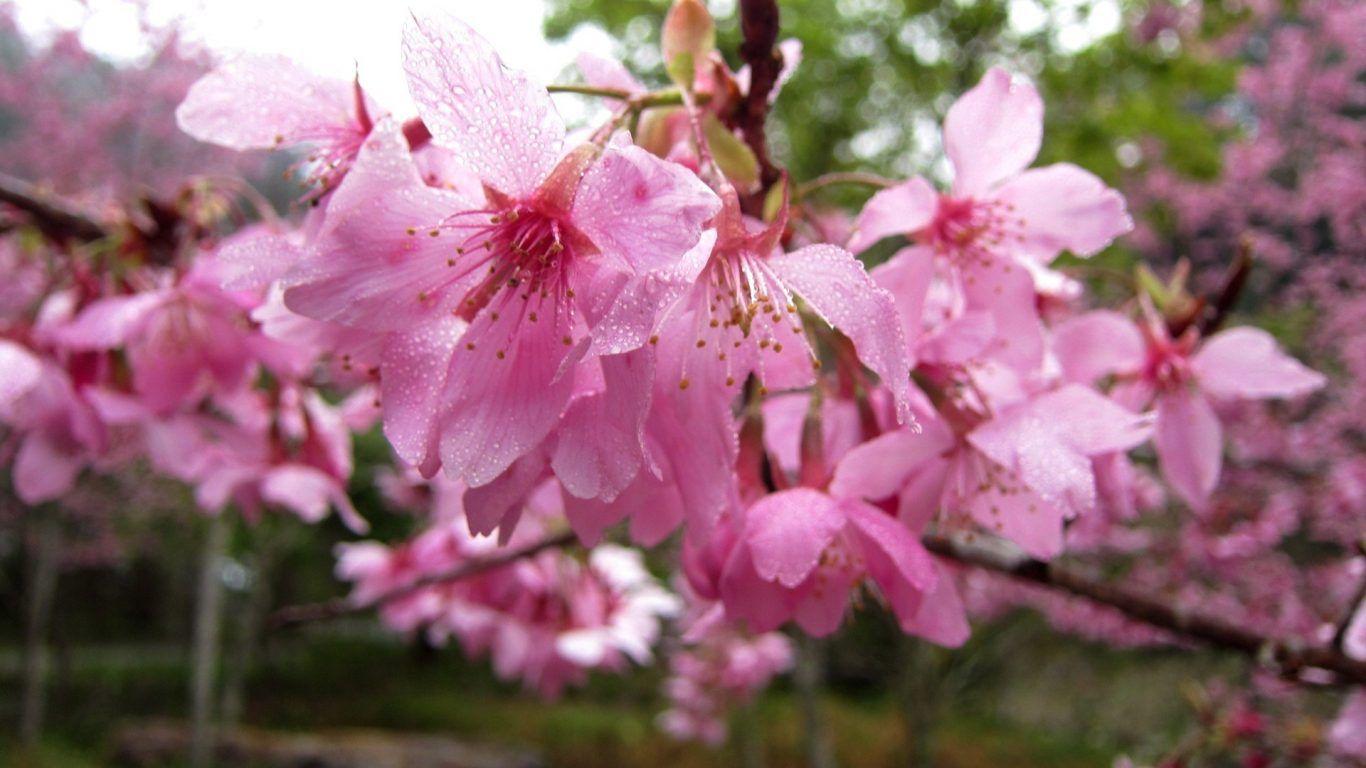 Pretty Japanese Wallpapers - Top Free Pretty Japanese Backgrounds