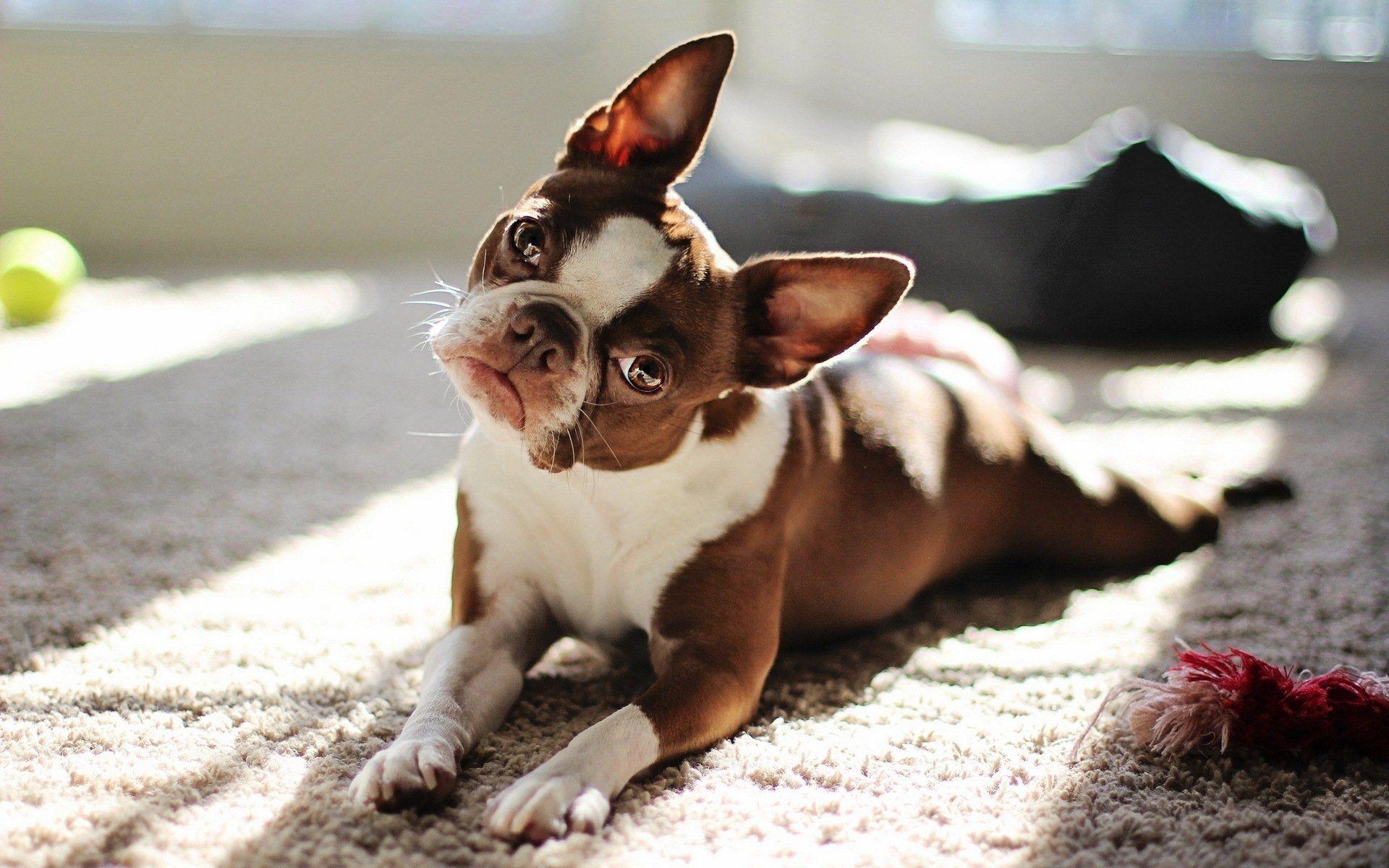 1920x1200 French Bulldog HD Wallpaper and Background Image