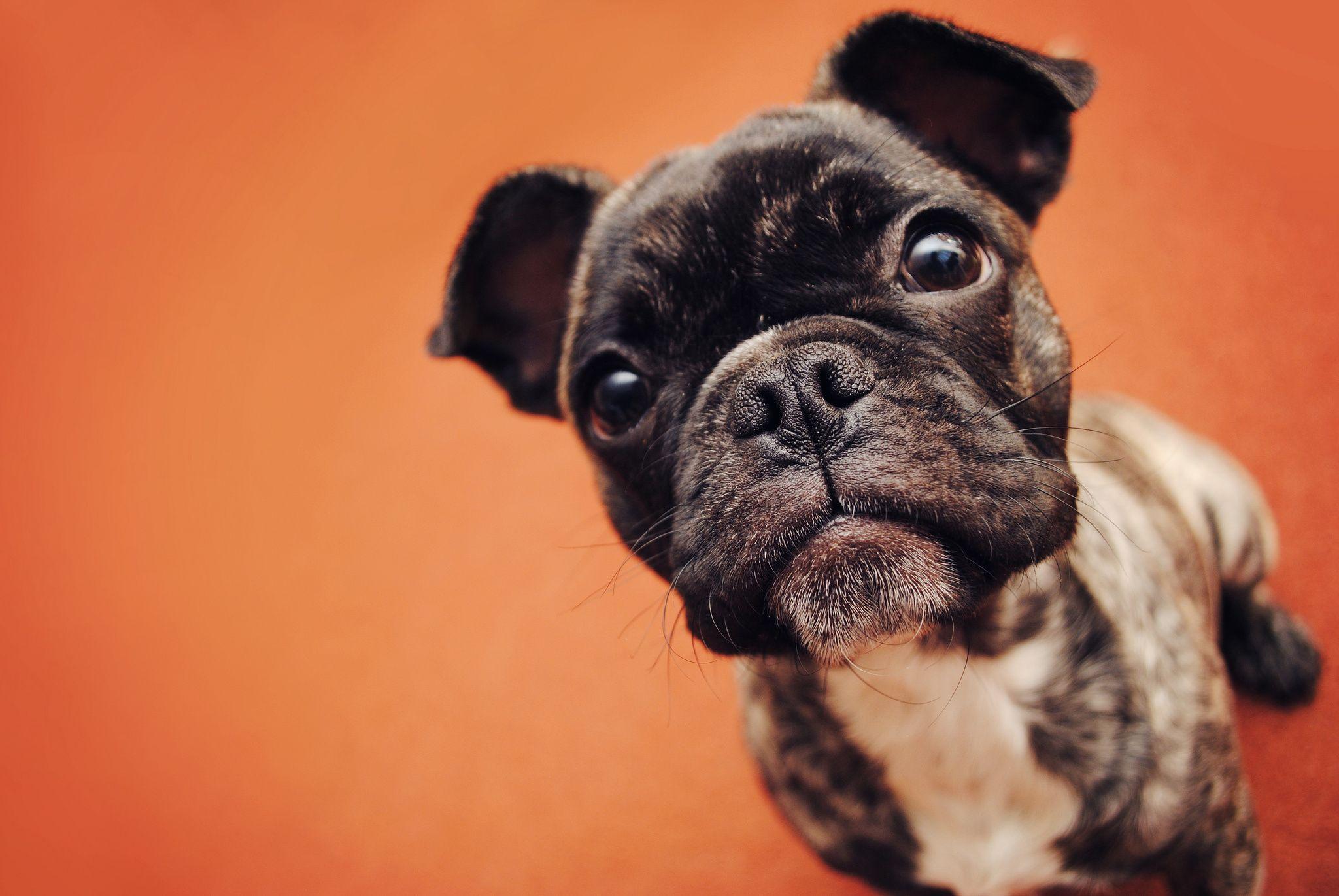2048x1371 French Bulldog Puppies Wallpaper Bulldog