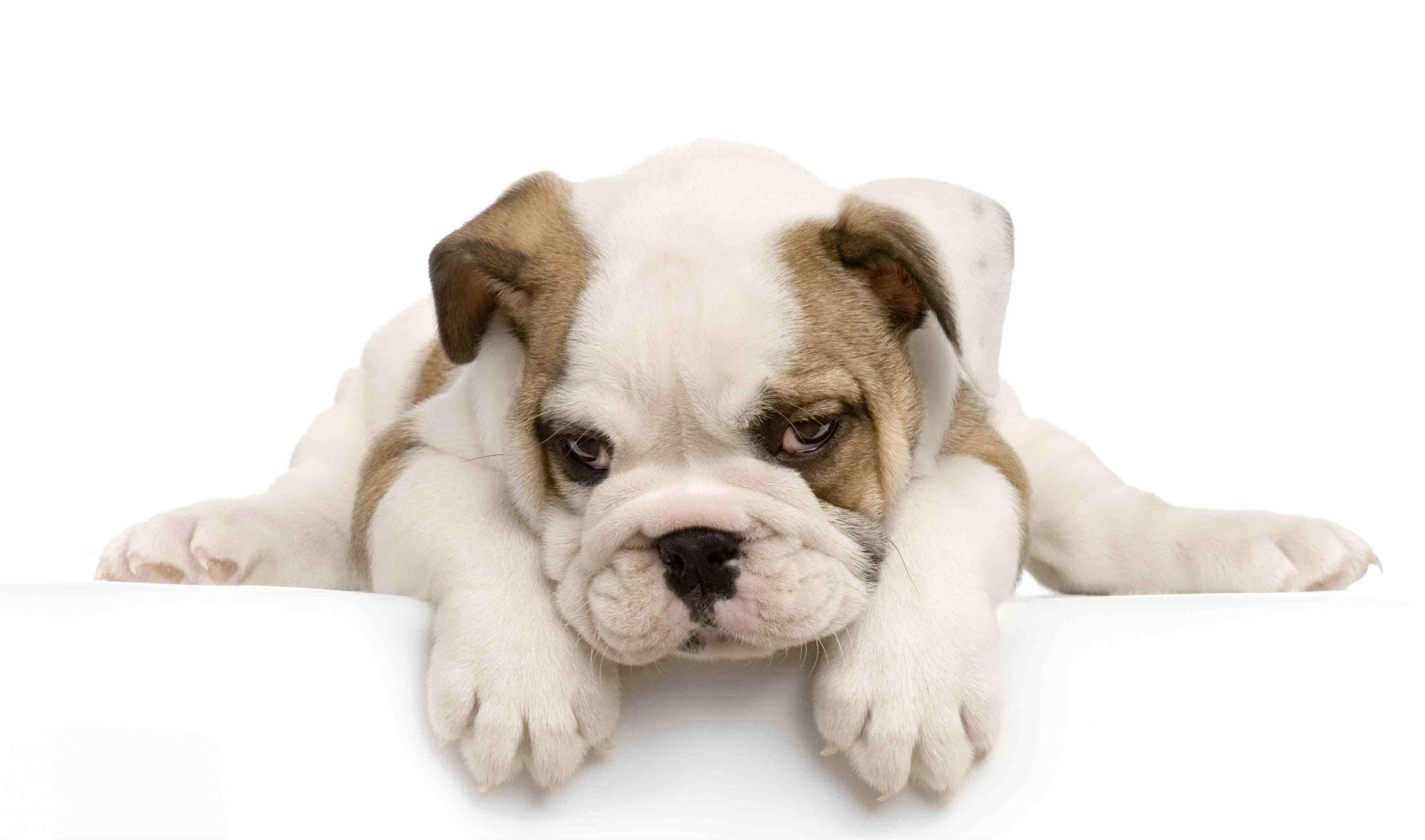 Baby Bulldog Wallpapers - Top Free Baby Bulldog Backgrounds ...