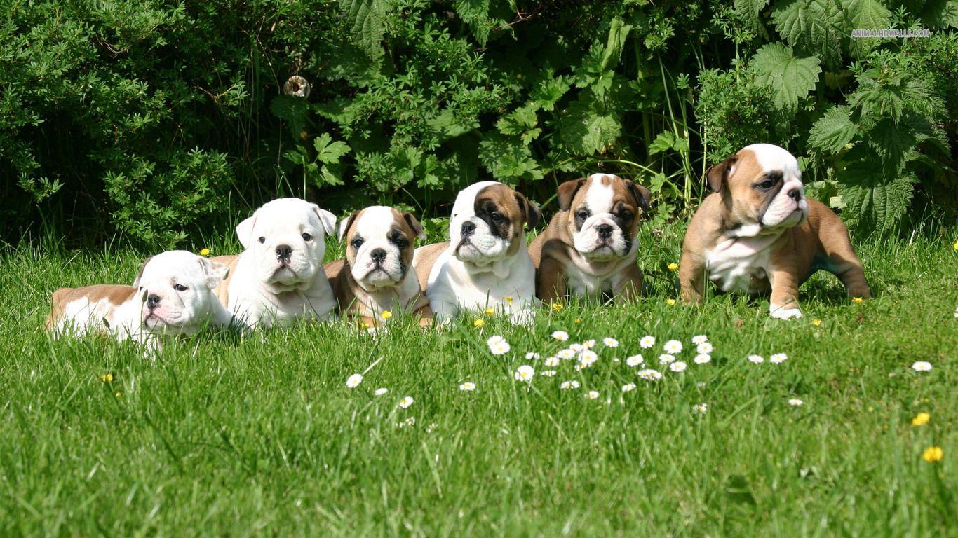 1366x768 English Bulldog puppies wallpaper 1366x768 947 - Bulldog Puppy