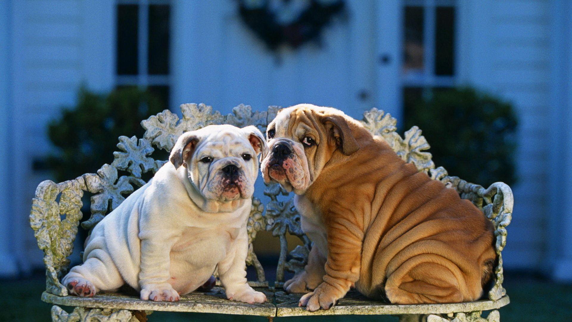 English Bulldog Wallpapers  Wallpaper Cave