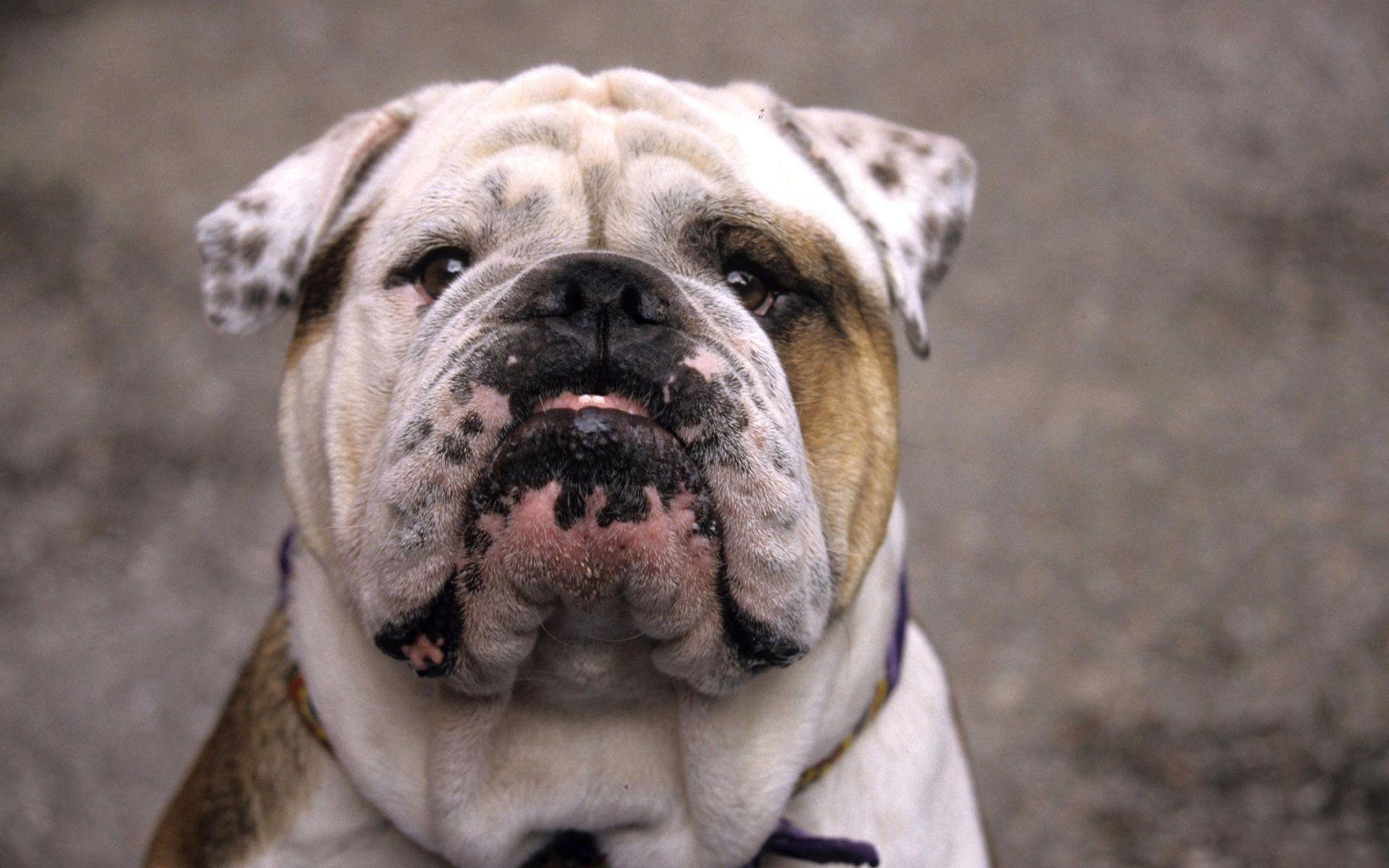 1920x1200 Old English Bulldog Wallpaper
