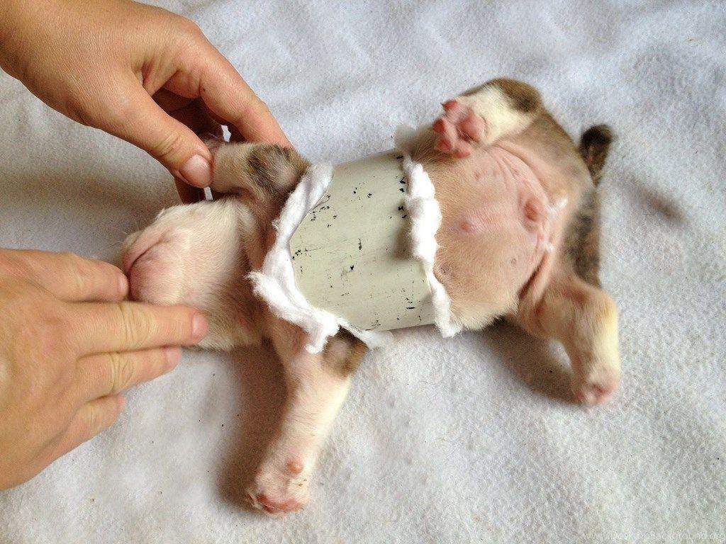 1024x768 Newborn English Bulldog Wallpaper. Desktop Background