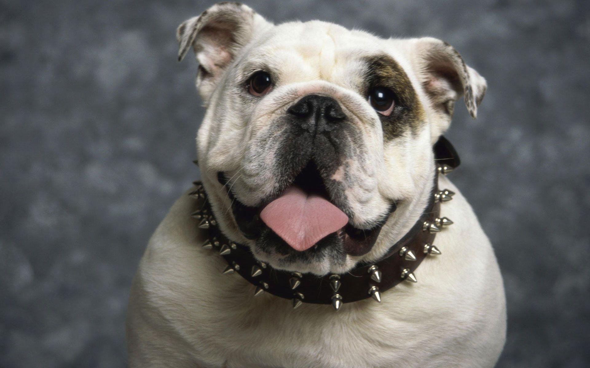 1920x1200 English Bulldog Wallpaper