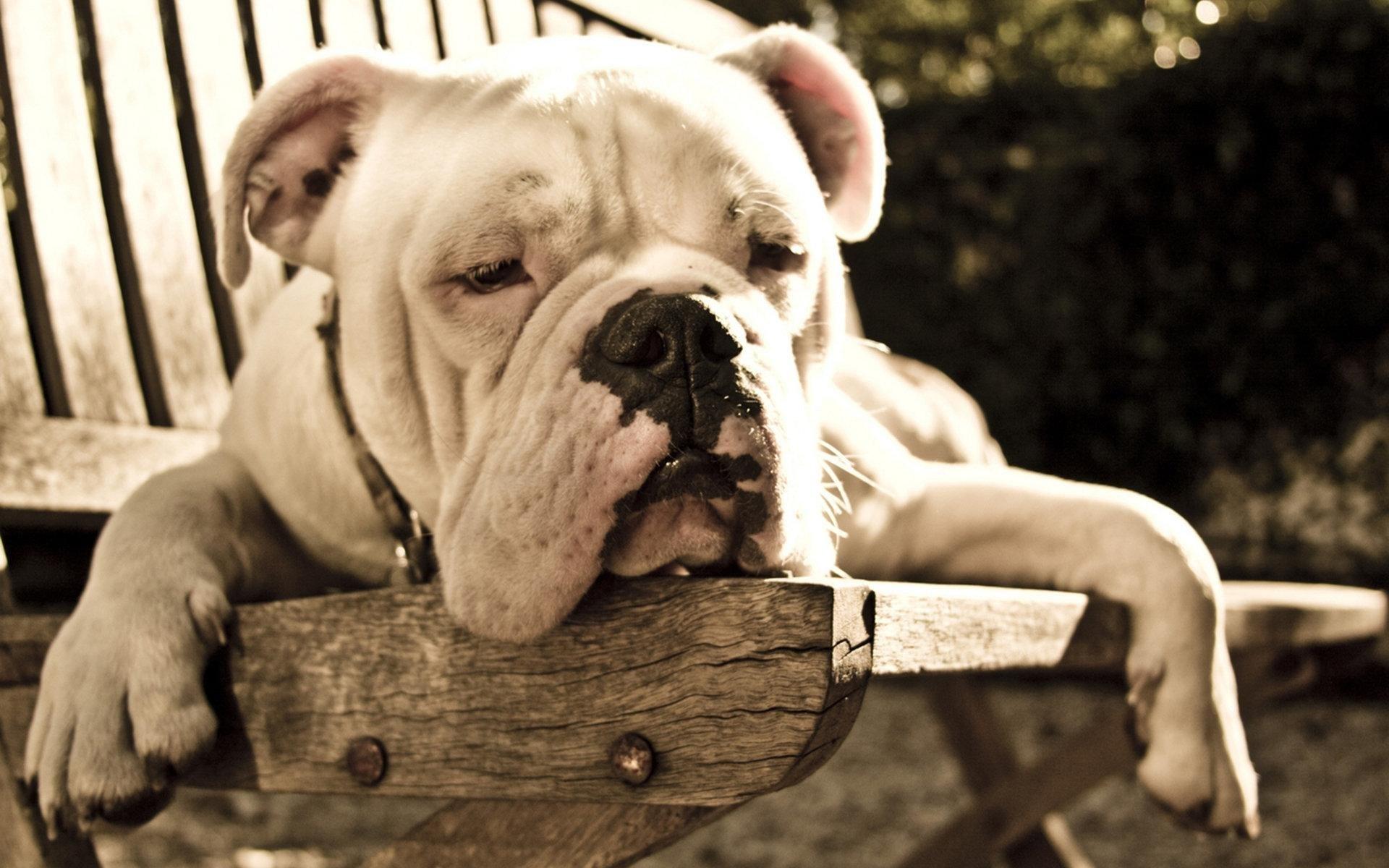 English Bulldog Wallpapers - Top Free English Bulldog Backgrounds