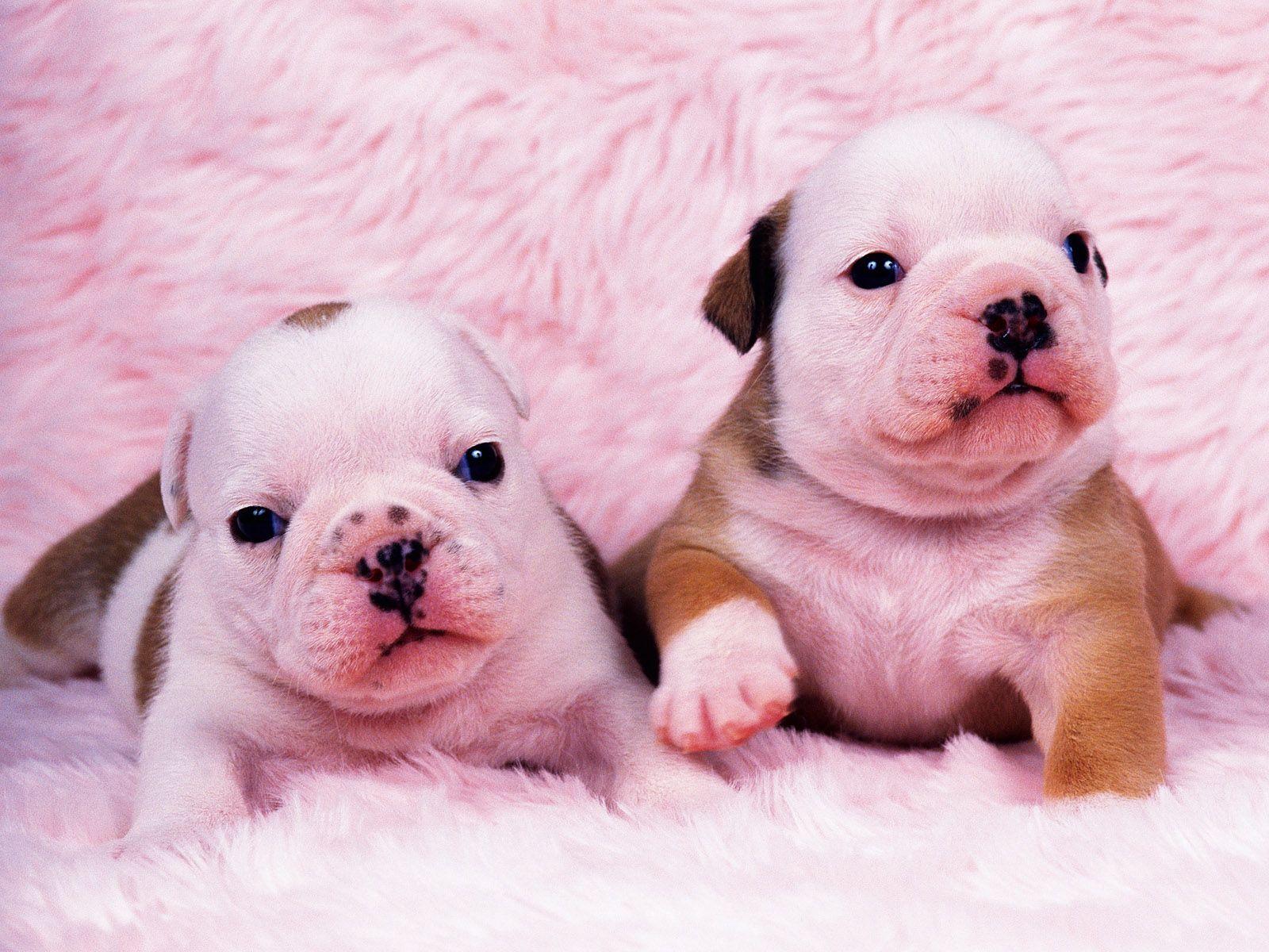 1600x1200 Free download Adorable Bullldog Puppies [1600x1200]