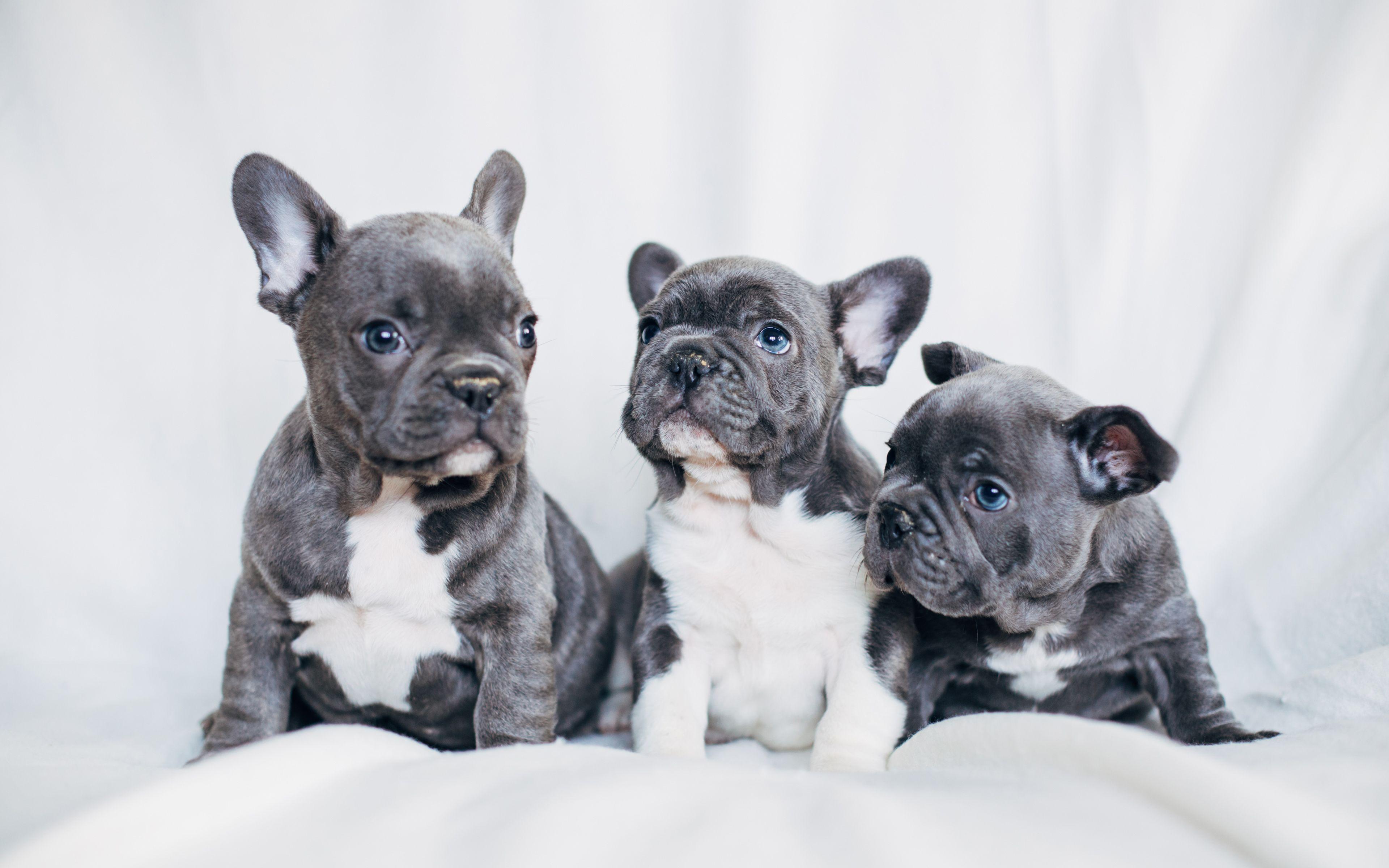 3840x2400 Baby French Bulldog Wallpaper