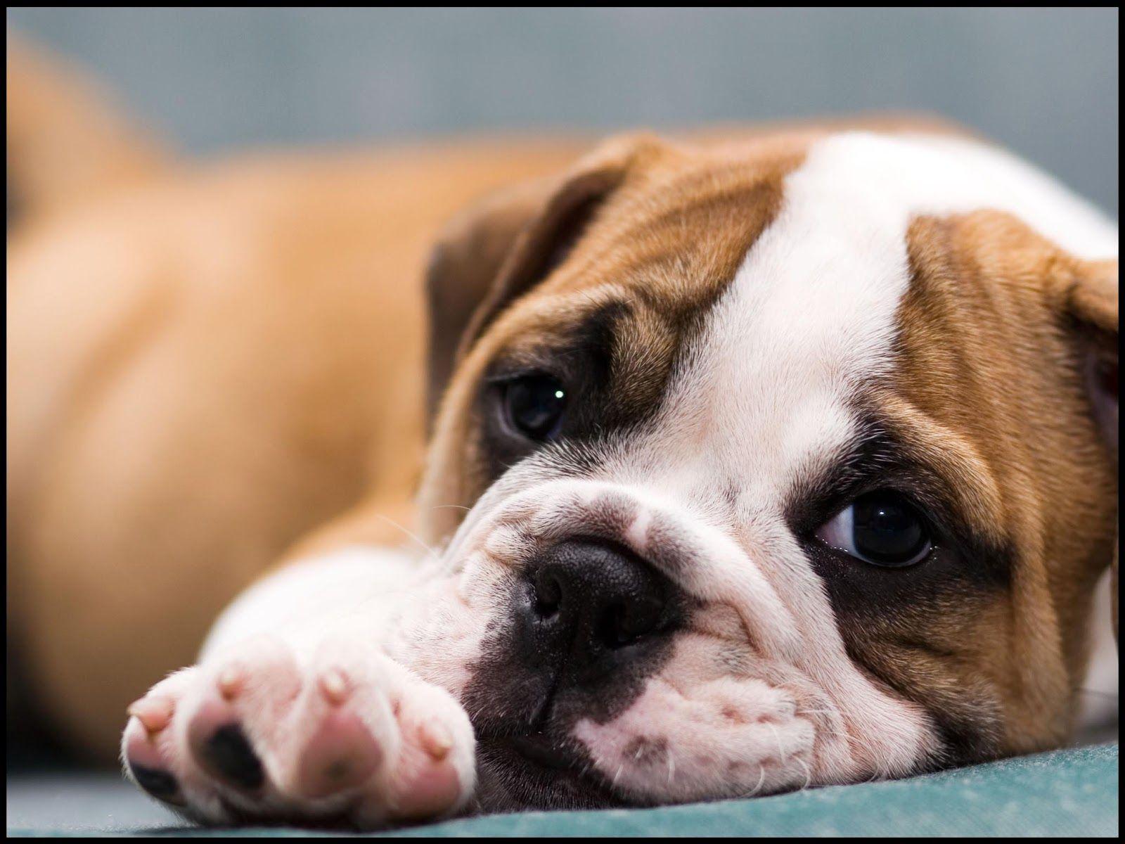1600x1200 Cute Puppies Wallpaper Browse. Cute bulldog puppies, English bulldog puppies, Bulldog puppies