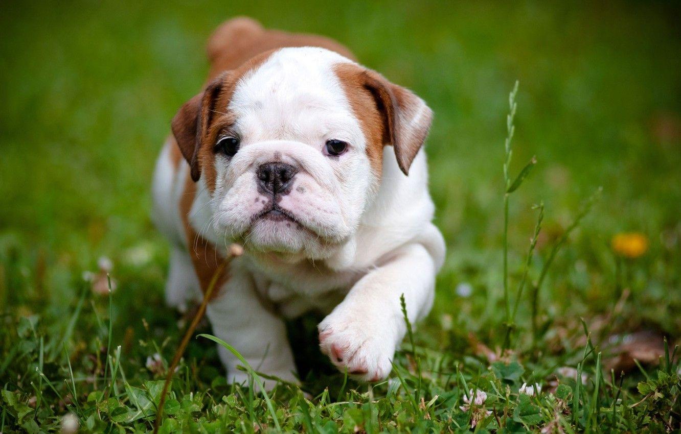 1332x850 Wallpaper grass, flower, puppy, nature, dog, animal, cute