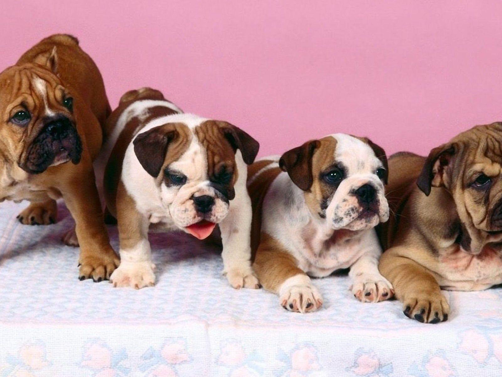 1600x1200 Four Bulldogs Baby 1920x1200 Wallpaper, Bulldog 1920x1200