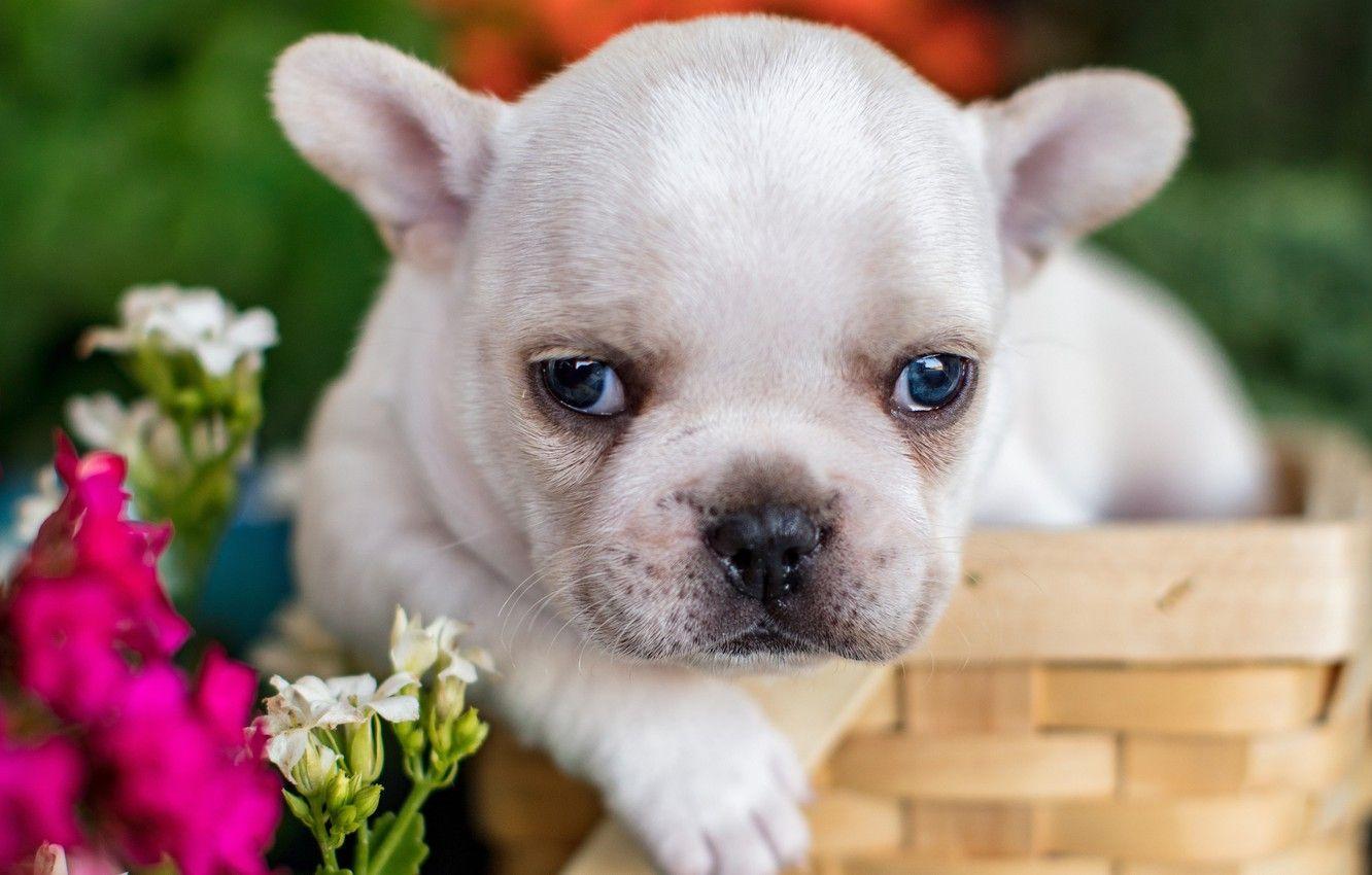1332x850 Wallpaper flowers, look, face, puppy, baby, basket, French bulldog