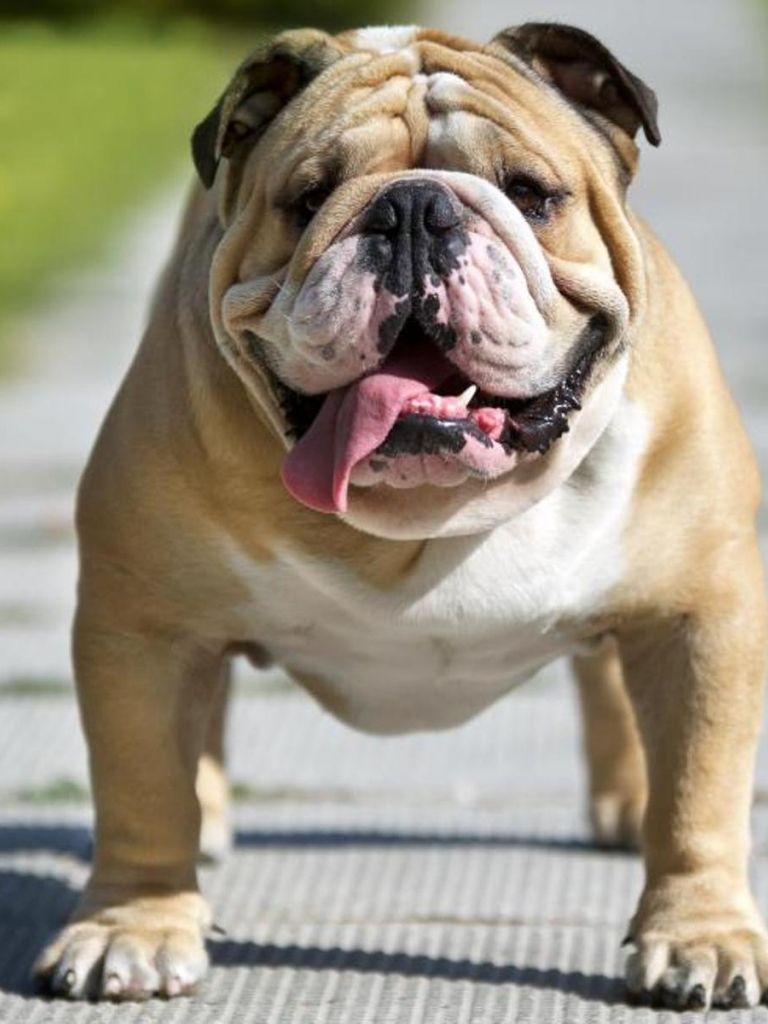 768x1024 Bulldog Wallpaper