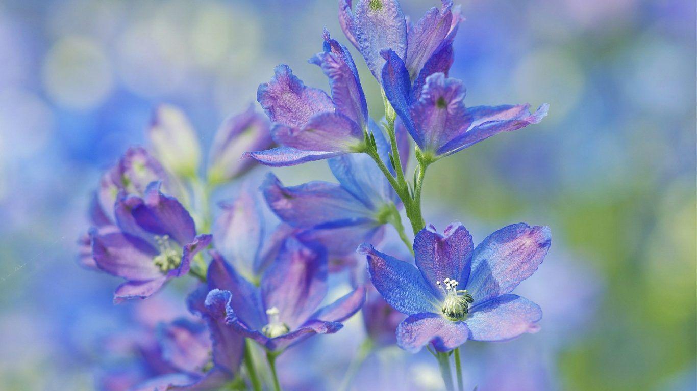 1366x768 Flowers: Blossom Pink Floral Lovely Pretty Japanese Japan Sakura