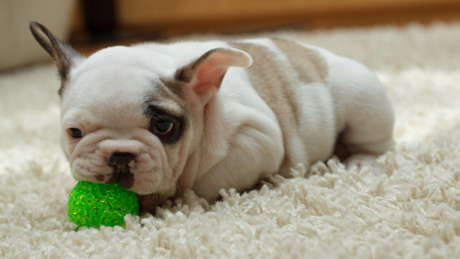 1920x1080 Bulldog with toy