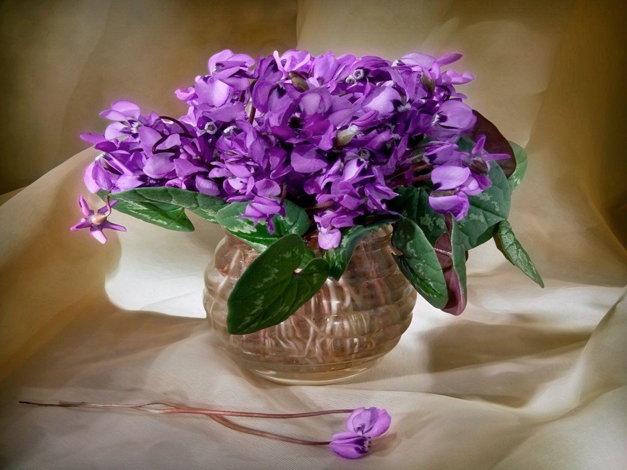 1280x960 Flower: Beautiful Flowers Photography White Water Nice Glass Vase