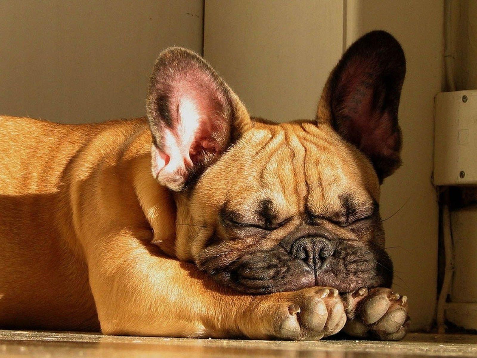 1600x1200 French Bulldogs Wallpaper