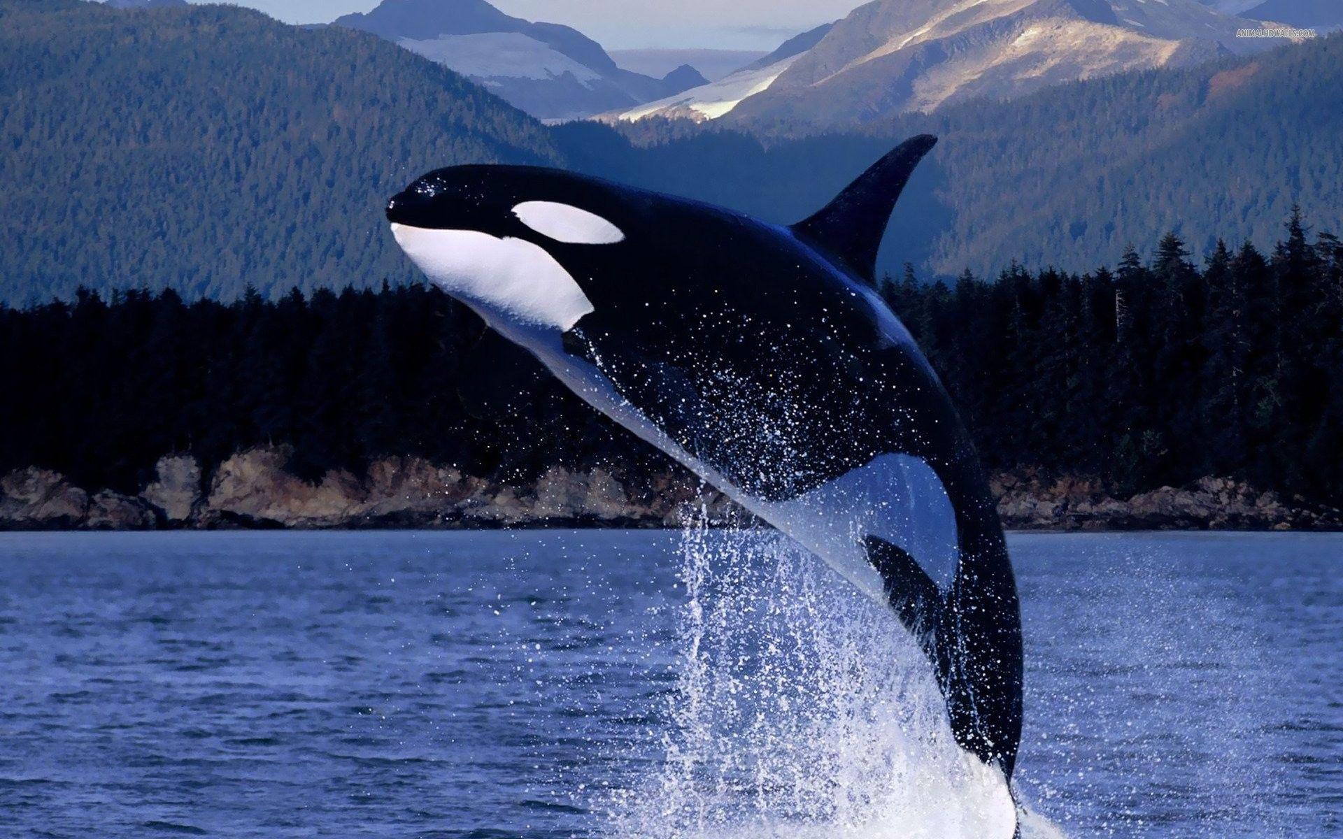 1920x1200 Killer Whales Wallpaper