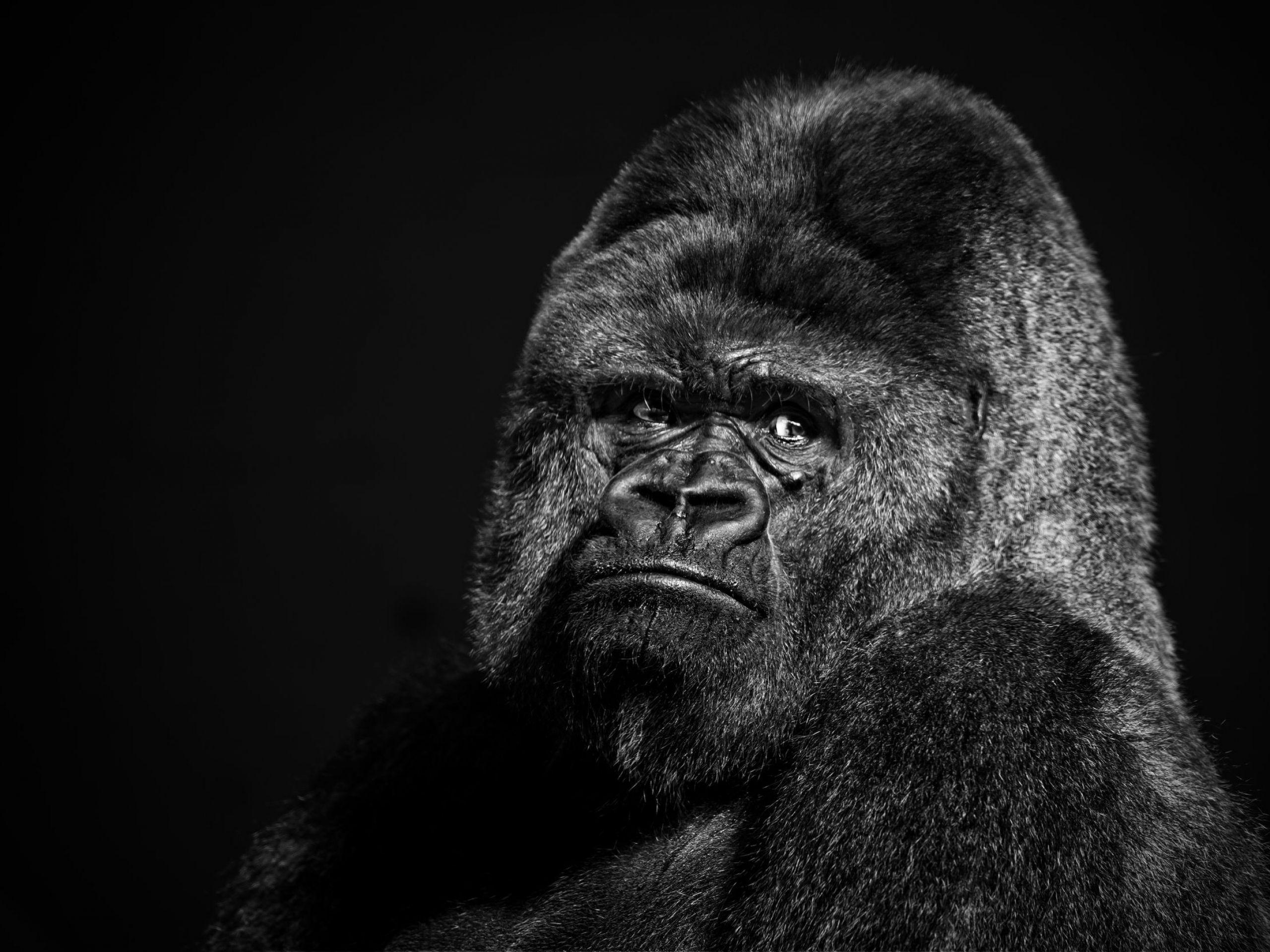 trippy gorilla background
