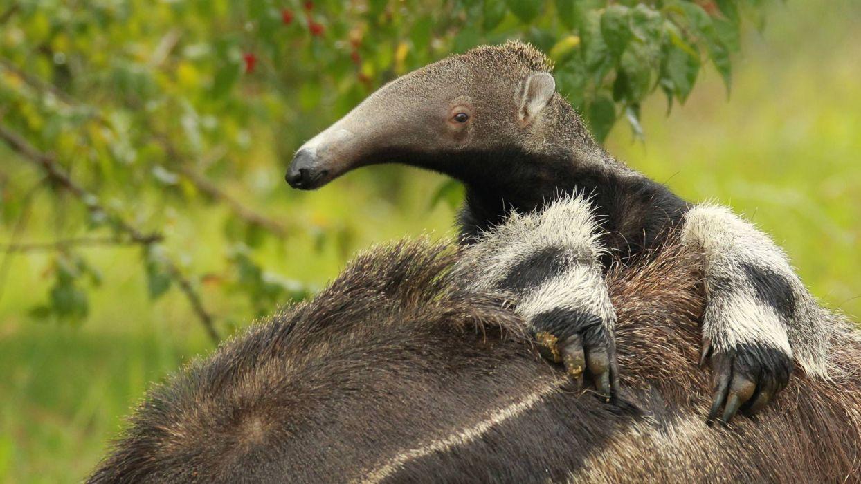 Anteater Wallpapers - Top Free Anteater Backgrounds - WallpaperAccess