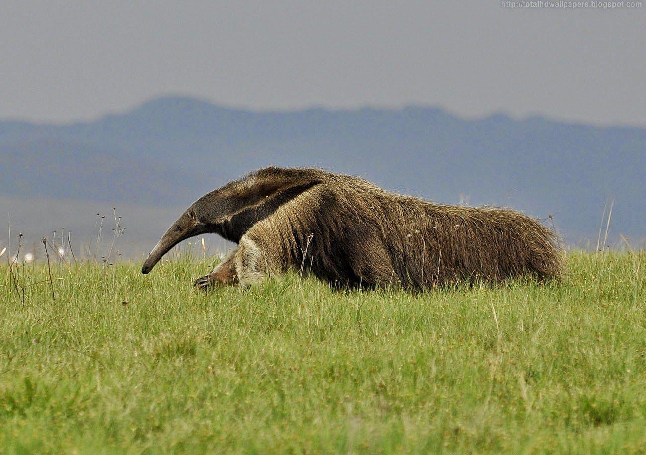 1300x916 Ant Eater HD
