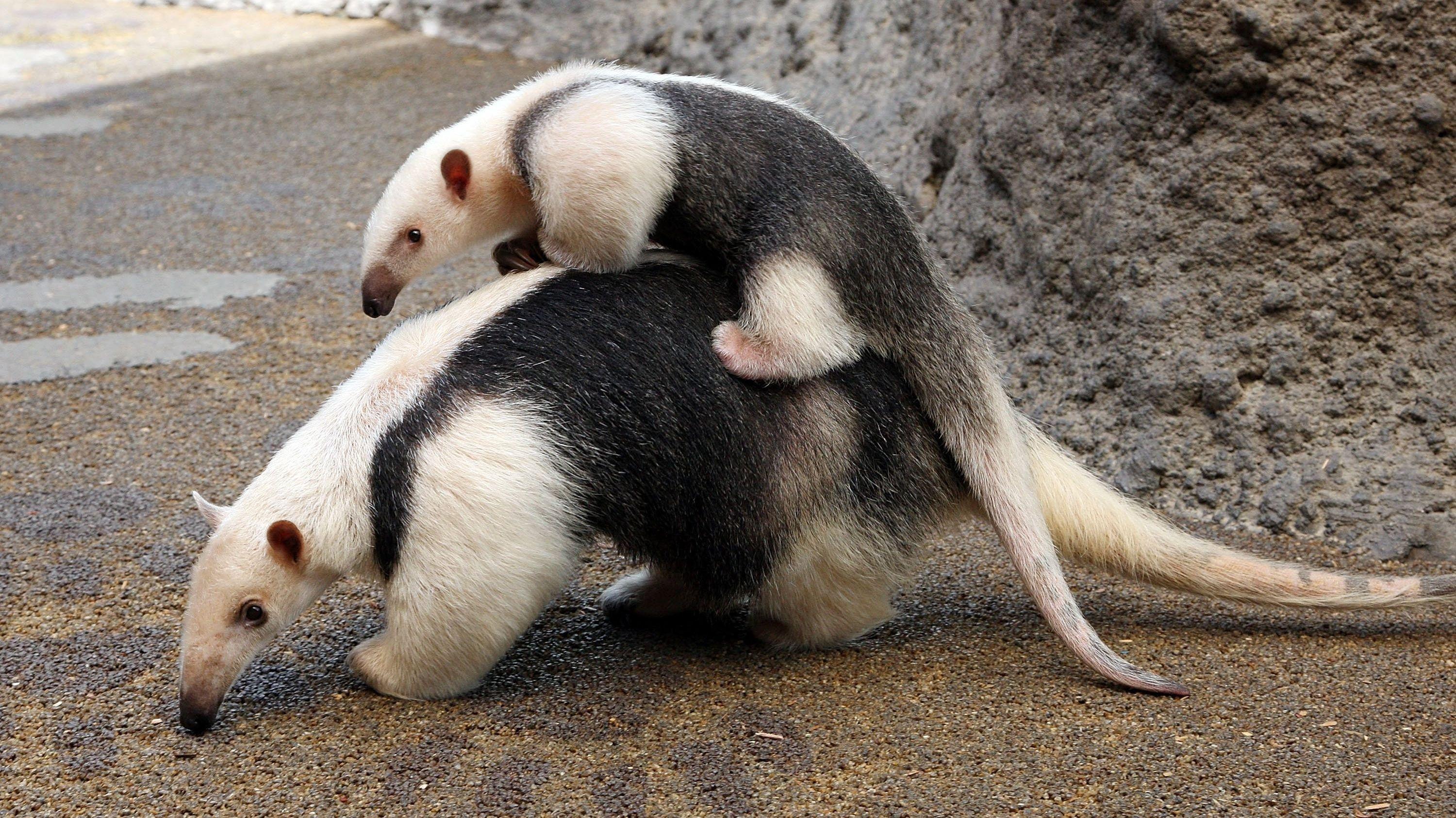 3000x1687 Anteater HD Wallpaper and Background Image