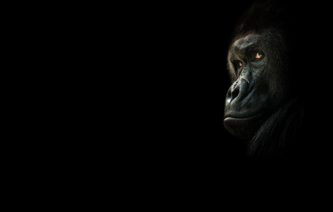 Black Monkey Wallpapers - Top Free Black Monkey Backgrounds