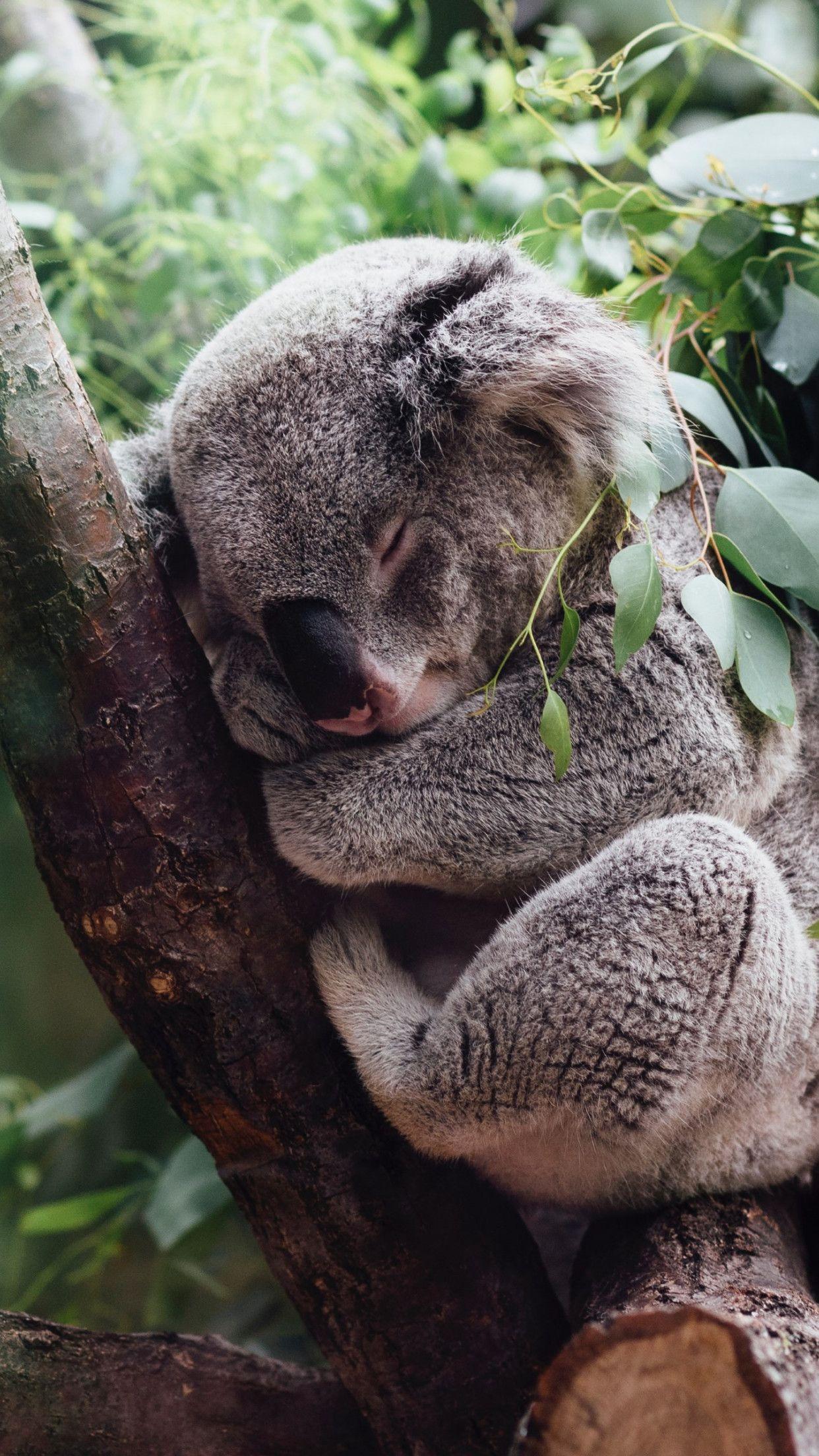 1242x2208 Download wallpaper: Koala bear 1242x2208